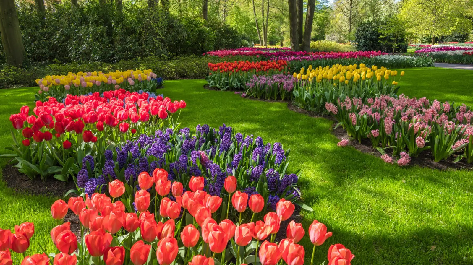 Ne plantez pas les tulipes une à la fois. C'est le nombre de bulbes nécessaires pour que le parterre de fleurs soit efficace