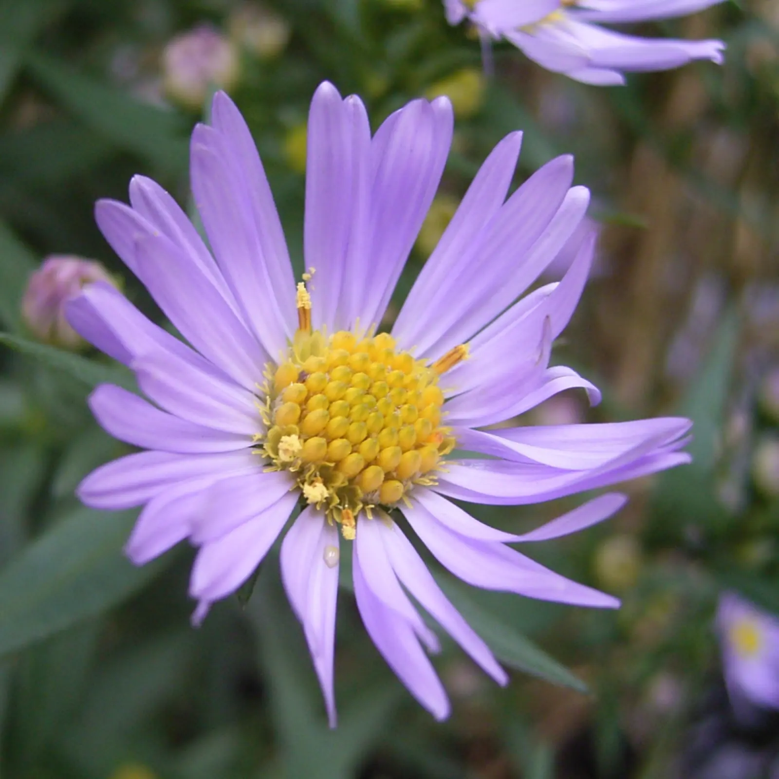 Nouvel aster belge (Aster novi-belgii) - description, apparence, exigences, culture et soins