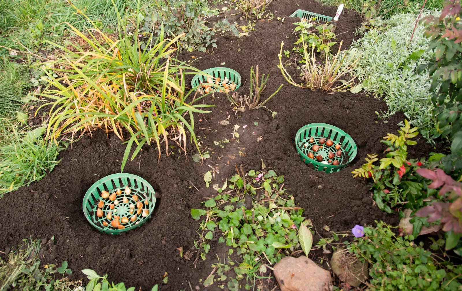 Où NE PAS planter de tulipes ? Ils ne survivront pas à l'hiver dans ces endroits