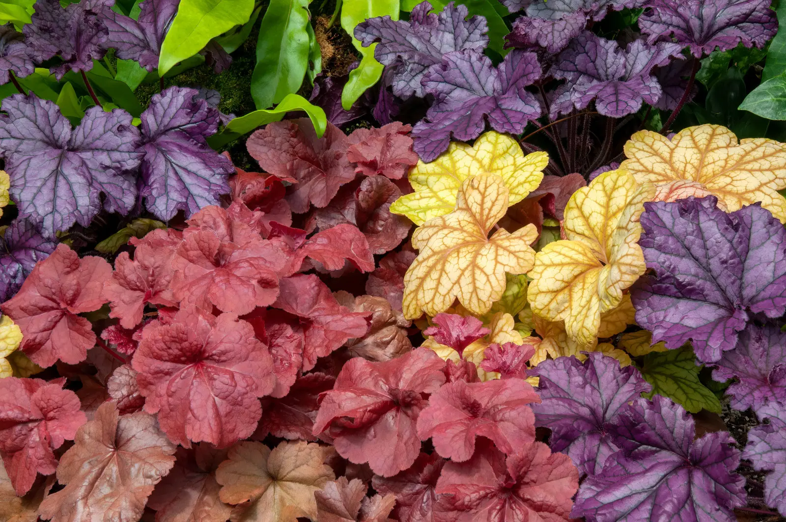 Pas seulement la bruyère et les chrysanthèmes. Cette plante vivace s'intègre parfaitement dans les pots d'automne