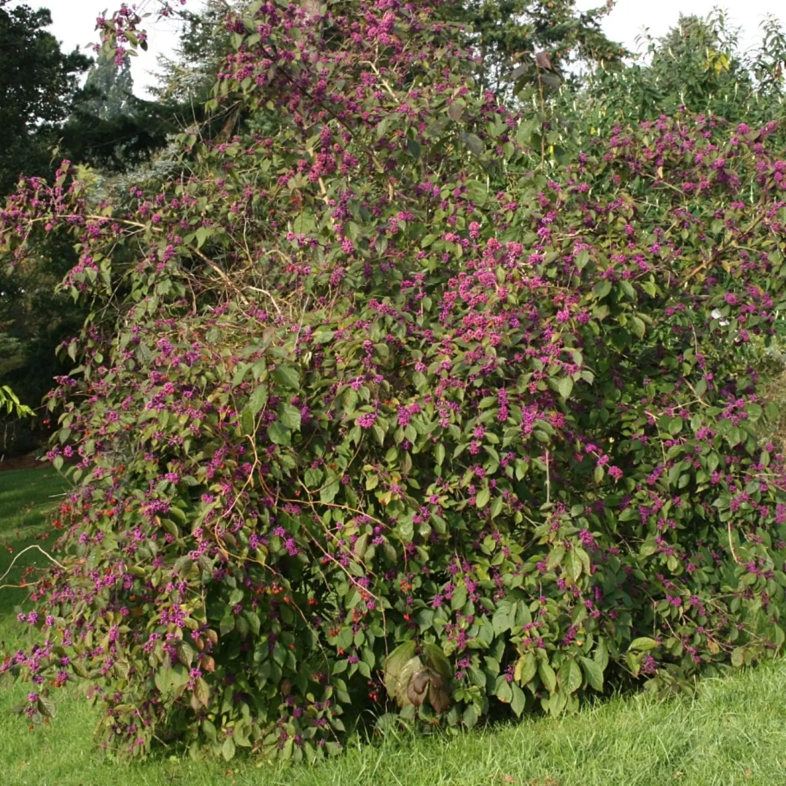 Plante de beauté de Bodinier (Callicarpa bodinieri) - description, apparence, exigences, culture et soins