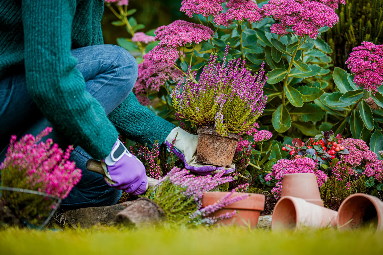 Plantez-les en automne et ils démarreront plus vite au printemps. Ces plantes vivaces tolèrent bien l'hiver