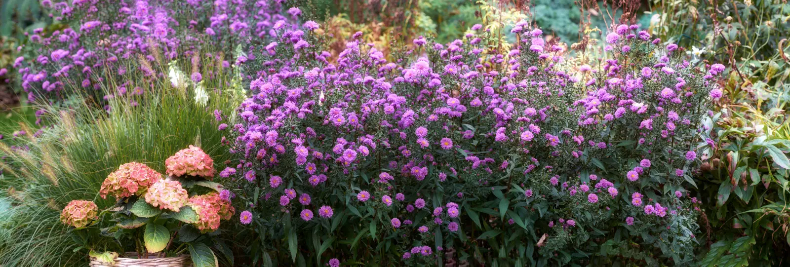 Plantez-les une fois et ils fleuriront pendant des années. Difficile de trouver une meilleure plante vivace en automne