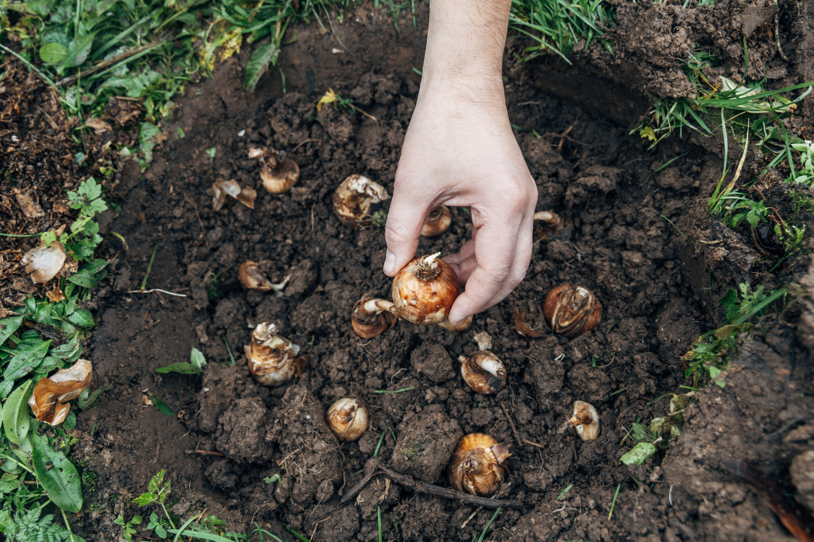 Plantez-vous des tulipes en automne ? Vous pourriez regretter ces erreurs au printemps