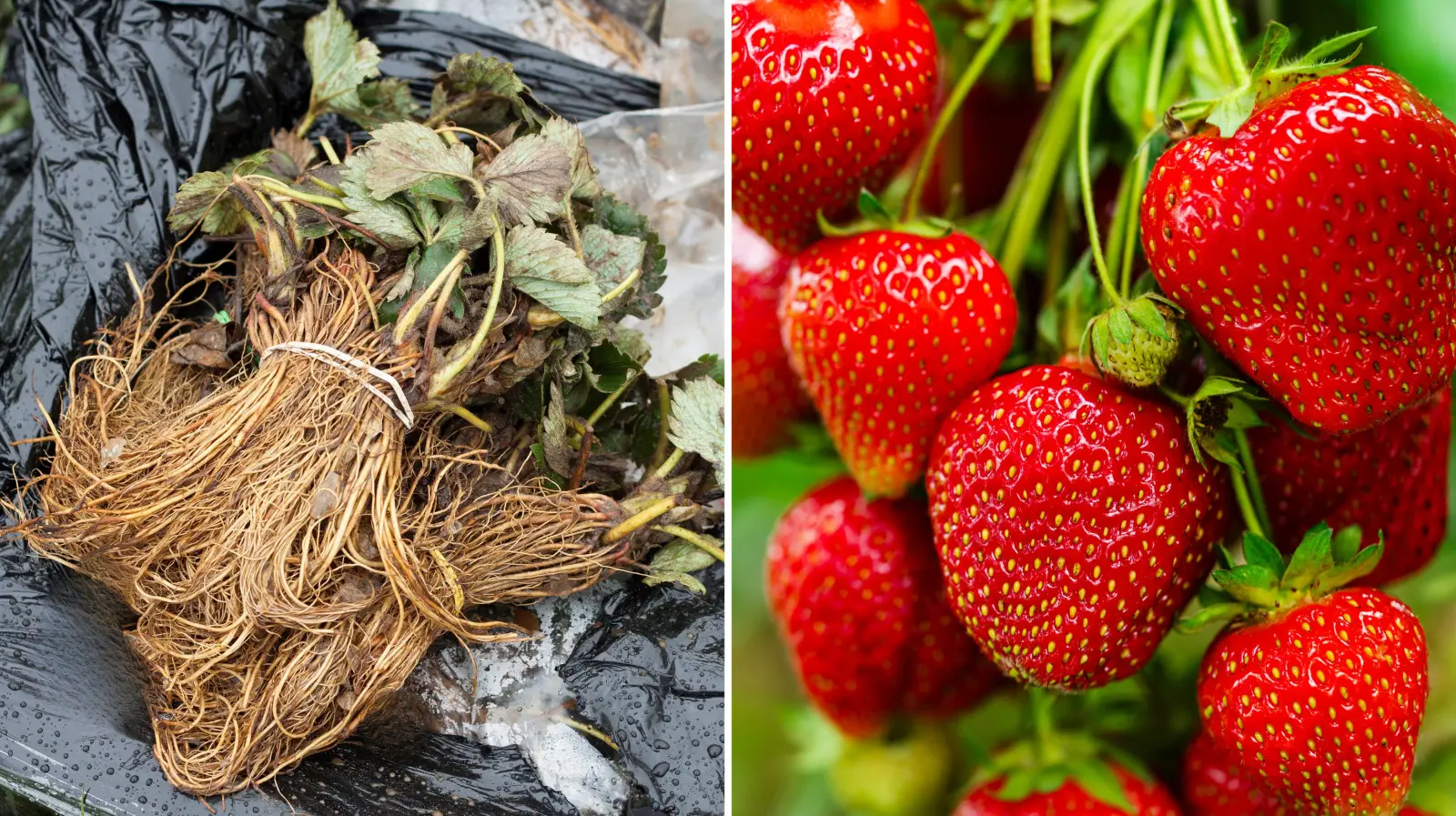 Plants de fraisiers FRIGO – qu’est-ce que c’est et pourquoi vaut-il la peine de les planter dans le jardin ?