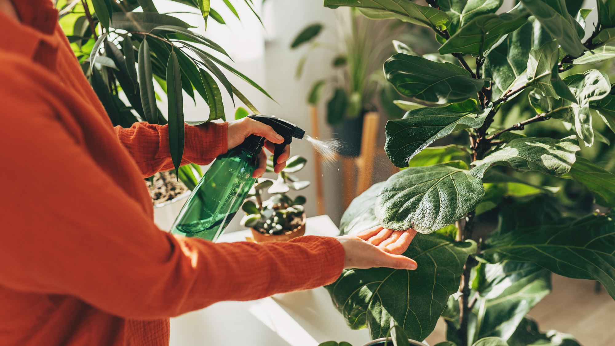 Pourquoi un jardinier professionnel achète ses plantes d'intérieur chez IKEA