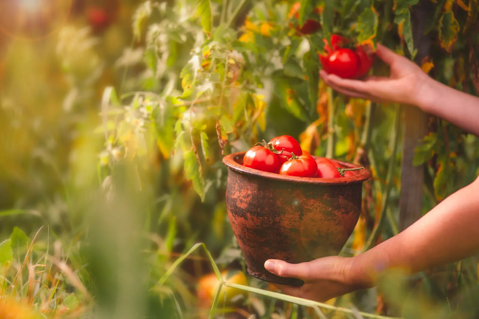 Quand terminer la récolte des tomates ? Attendre trop longtemps n'en vaut peut-être pas la peine