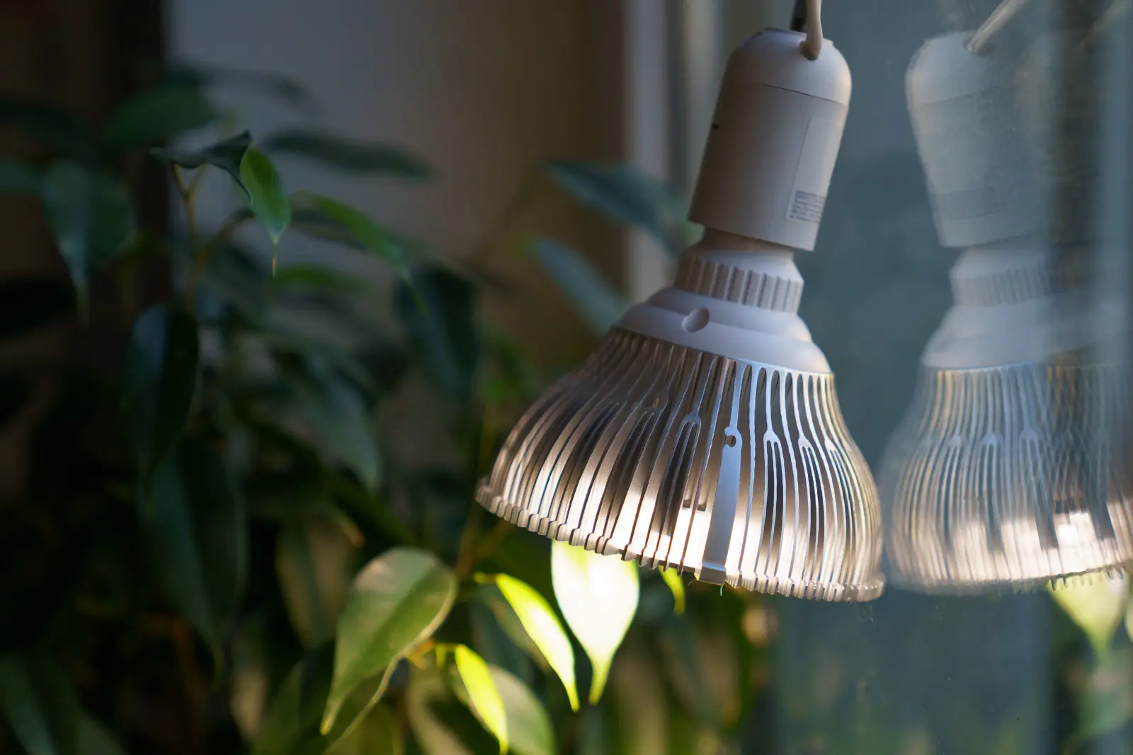 Quelle est la meilleure façon d’éclairer les plantes, comment et pendant combien de temps ?