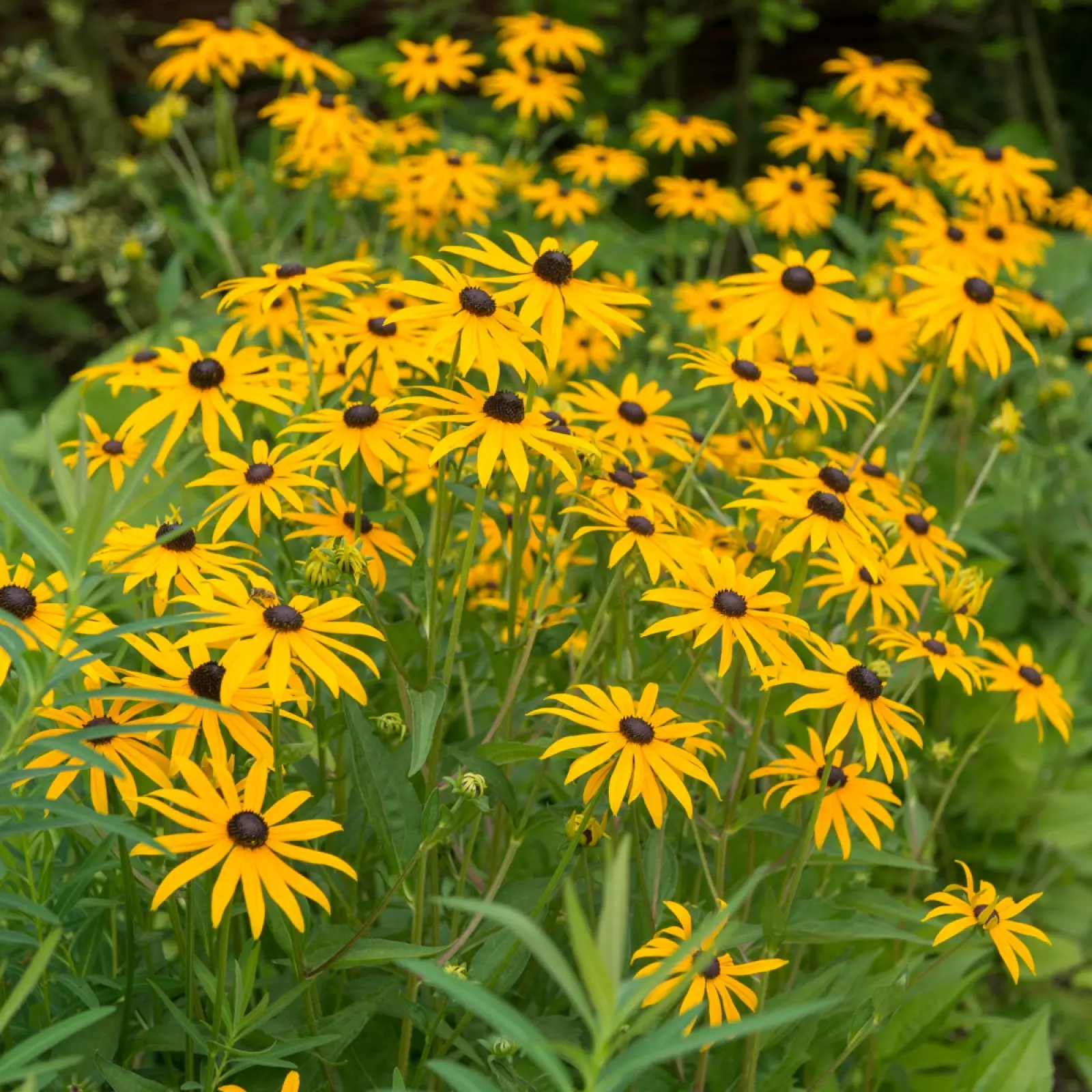 Rudbeckia brillant (Rudbeckia fulgida) - description, apparence, exigences, culture et soins