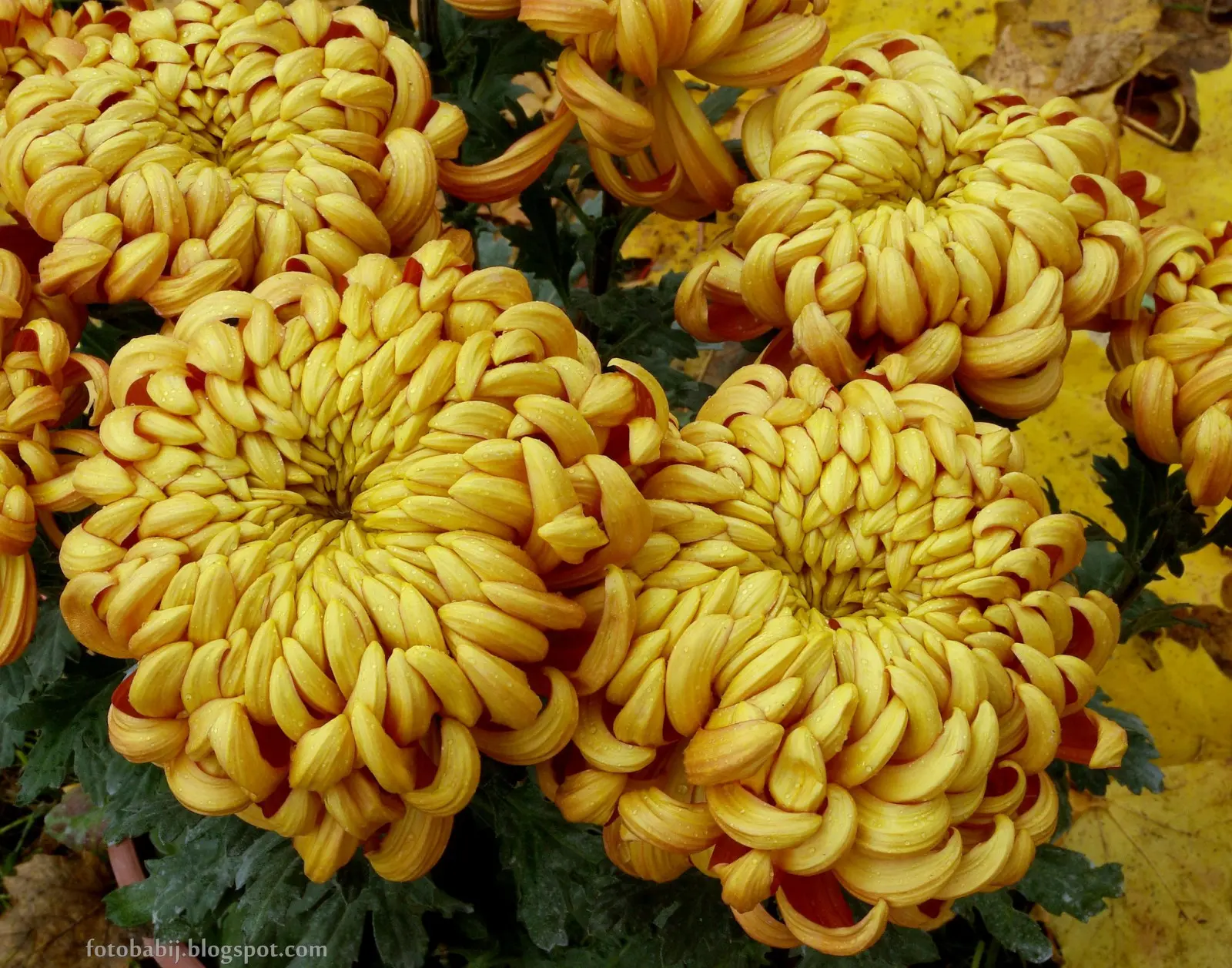 Saviez-vous que les chrysanthèmes fleurissent jusqu'en décembre ? Découvrez les secrets de cette plante