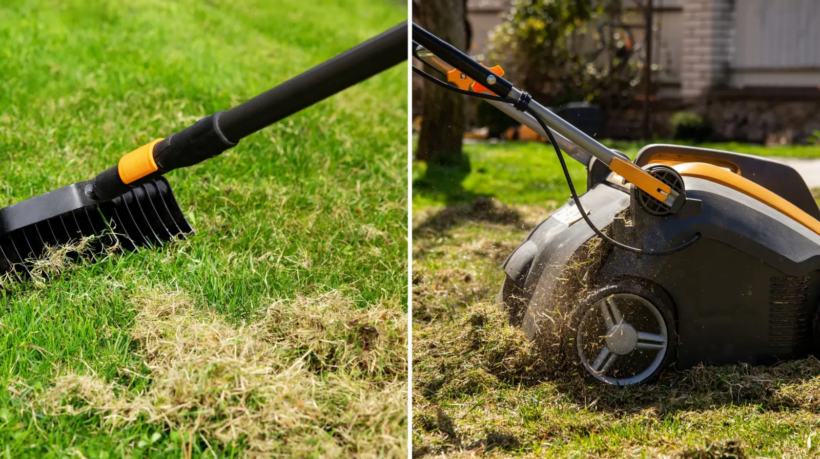 Scarifiez-vous votre pelouse seulement au printemps ? Il en aura peut-être encore besoin à l'automne
