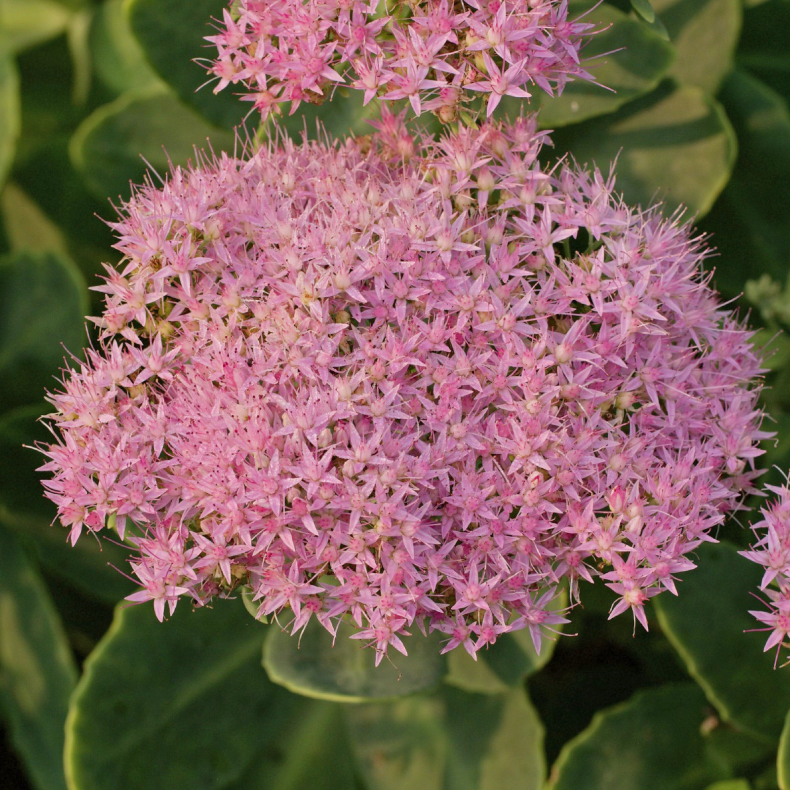 Sedum spectaculaire / Sedum spectaculaire