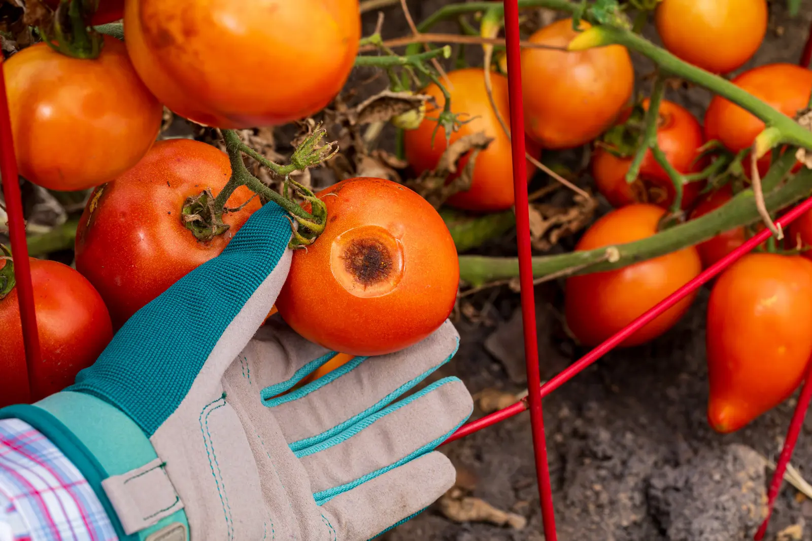 Toutes les taches noires sur une tomate ne signifient pas nécessairement une maladie. Vérifiez ce qui se passe