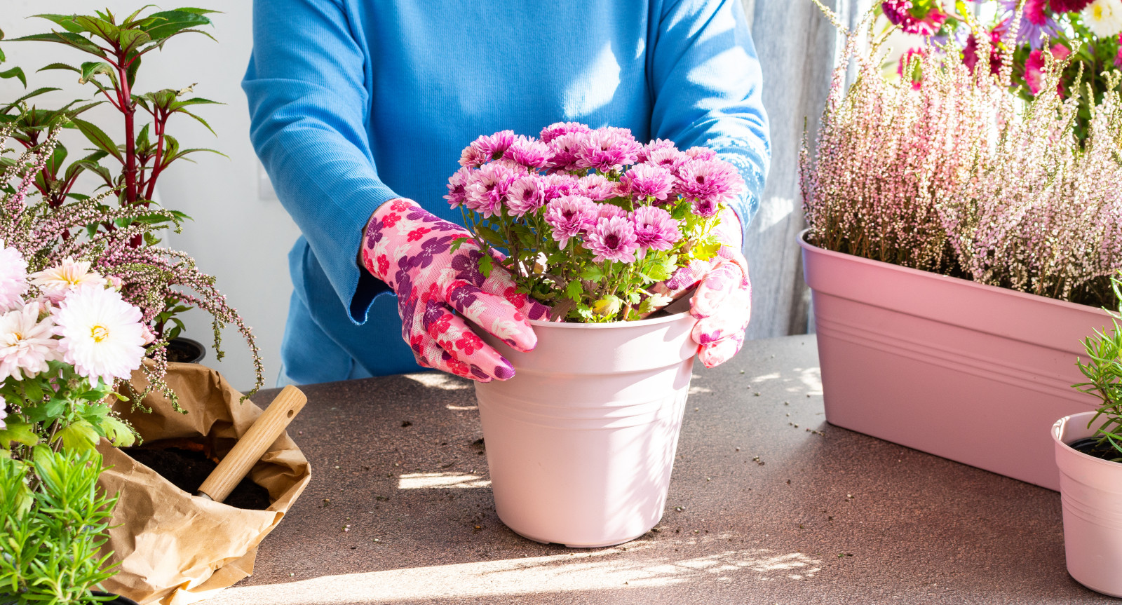 Trop chaud, trop humide, trop sec. C'est ce que les chrysanthèmes n'aiment vraiment pas