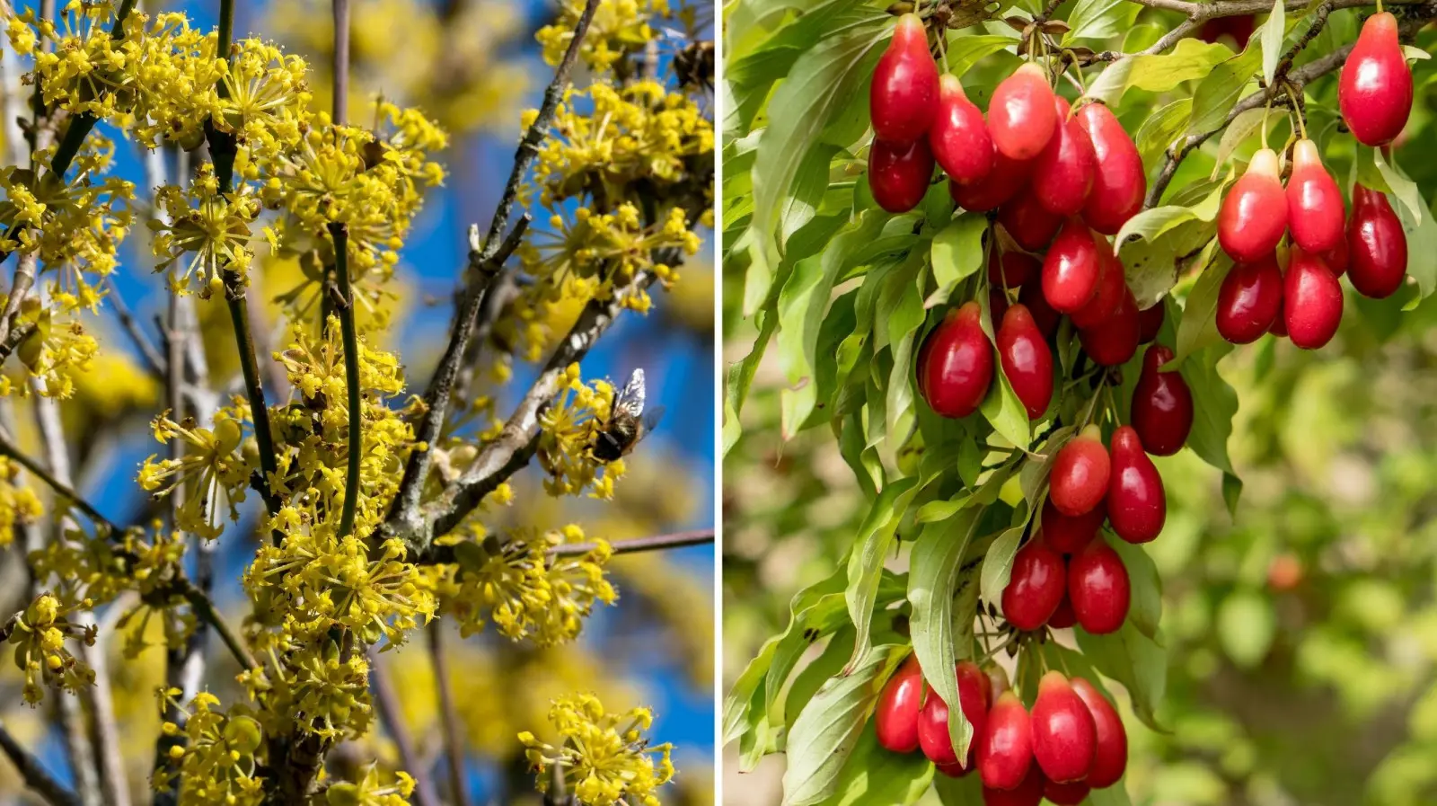 Un bel arbuste et un superaliment à la fois. Il fleurit au début du printemps et porte ses fruits à la fin de l'été