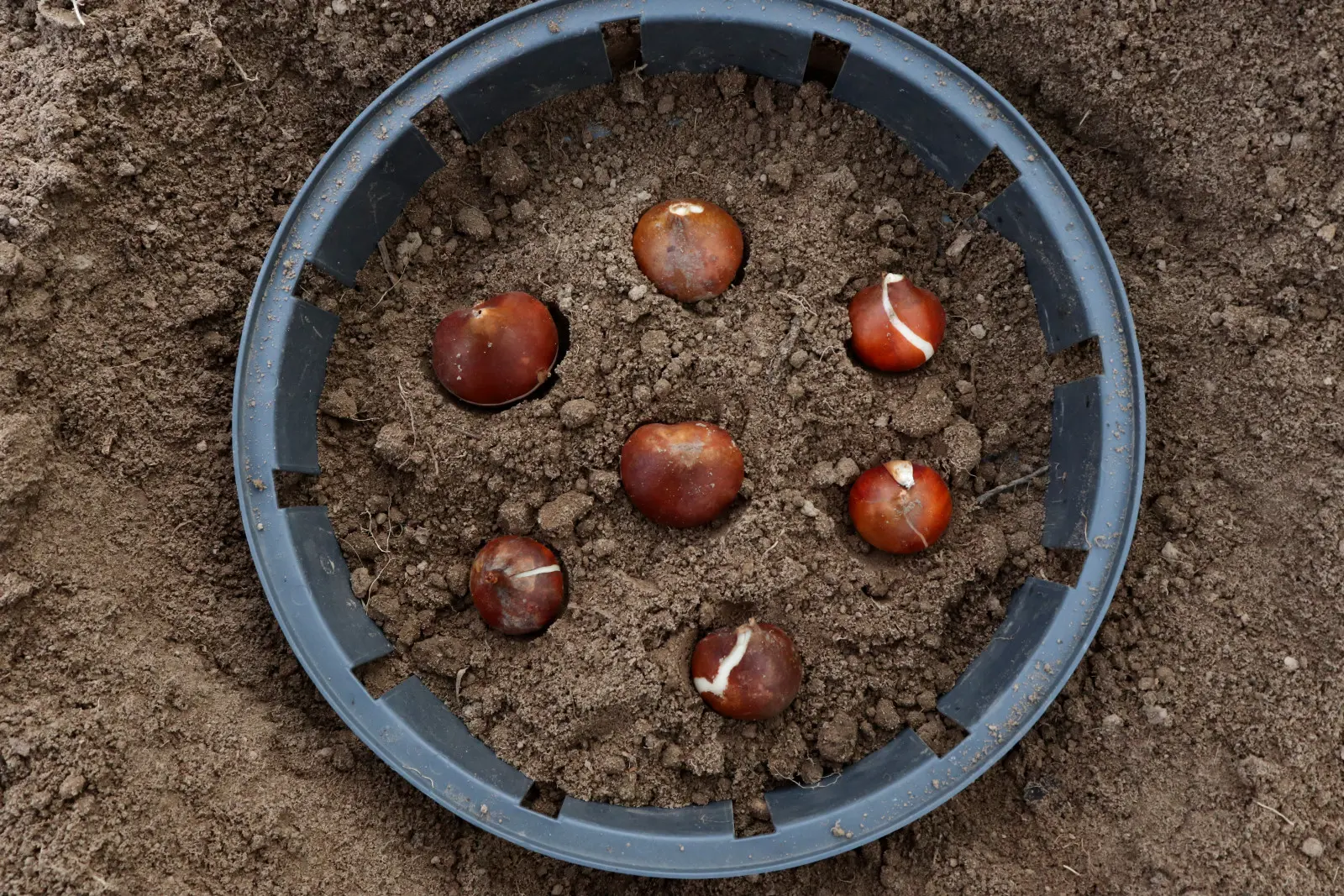 Un panier à ampoules n'est pas un gadget. Cela peut sauver les tulipes