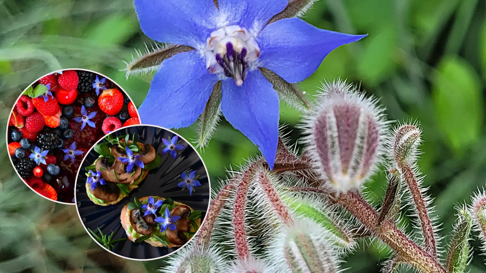 Utilisez des fleurs de bourrache pour décorer les plats. La couleur bleue a l'air paradisiaque