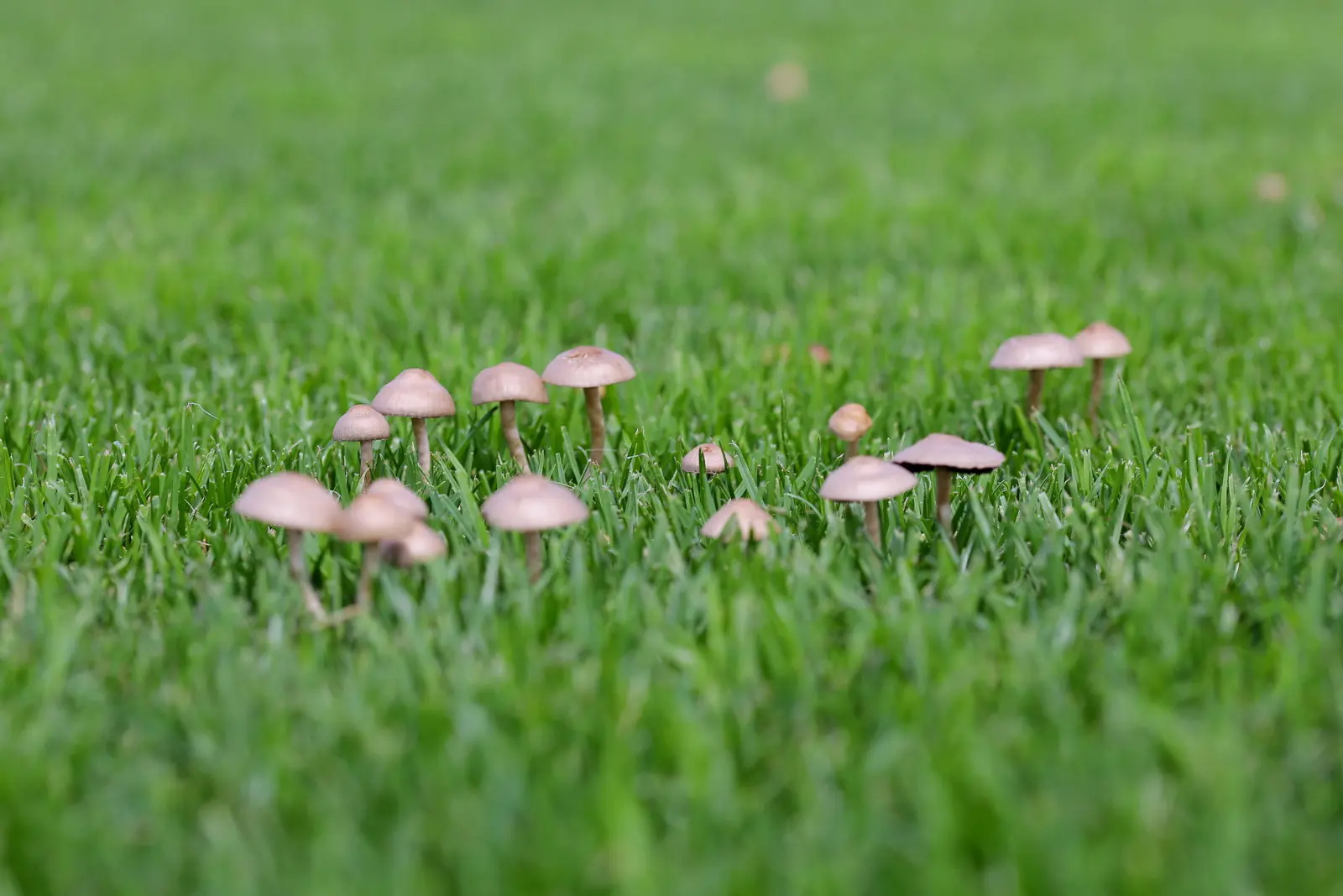 Votre pelouse est couverte de champignons après la pluie ? Cela ne signifie pas toujours que le gazon est malade