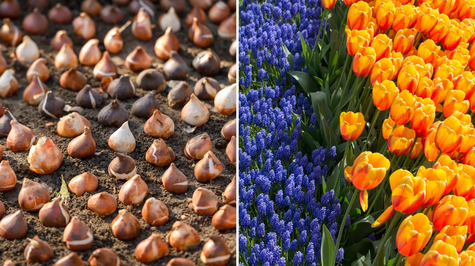 Voulez-vous un parterre de fleurs accrocheur ? Ce qui compte, ce n'est pas le nombre de variétés, mais la méthode de plantation.