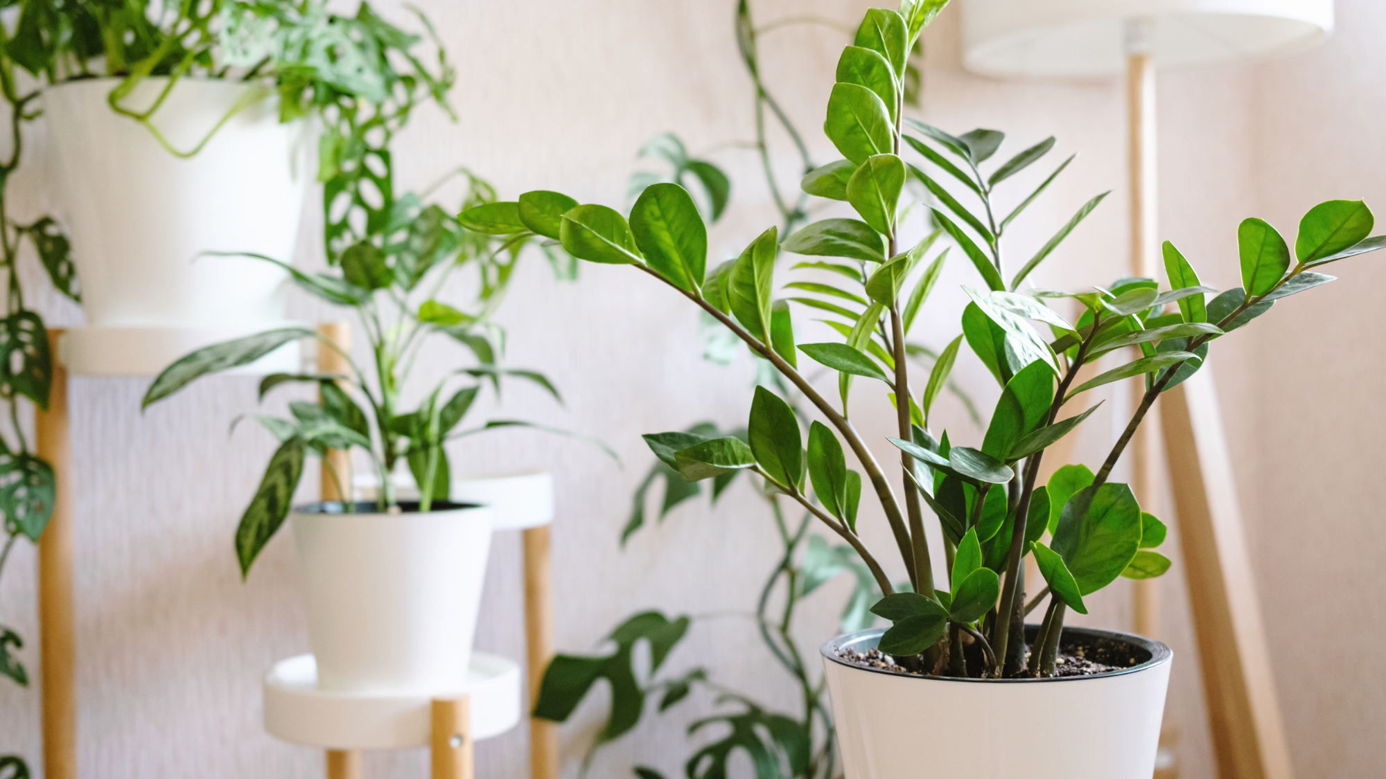 Vous avez besoin d’une plante d’intérieur qui prospère grâce à la négligence : en voici 3