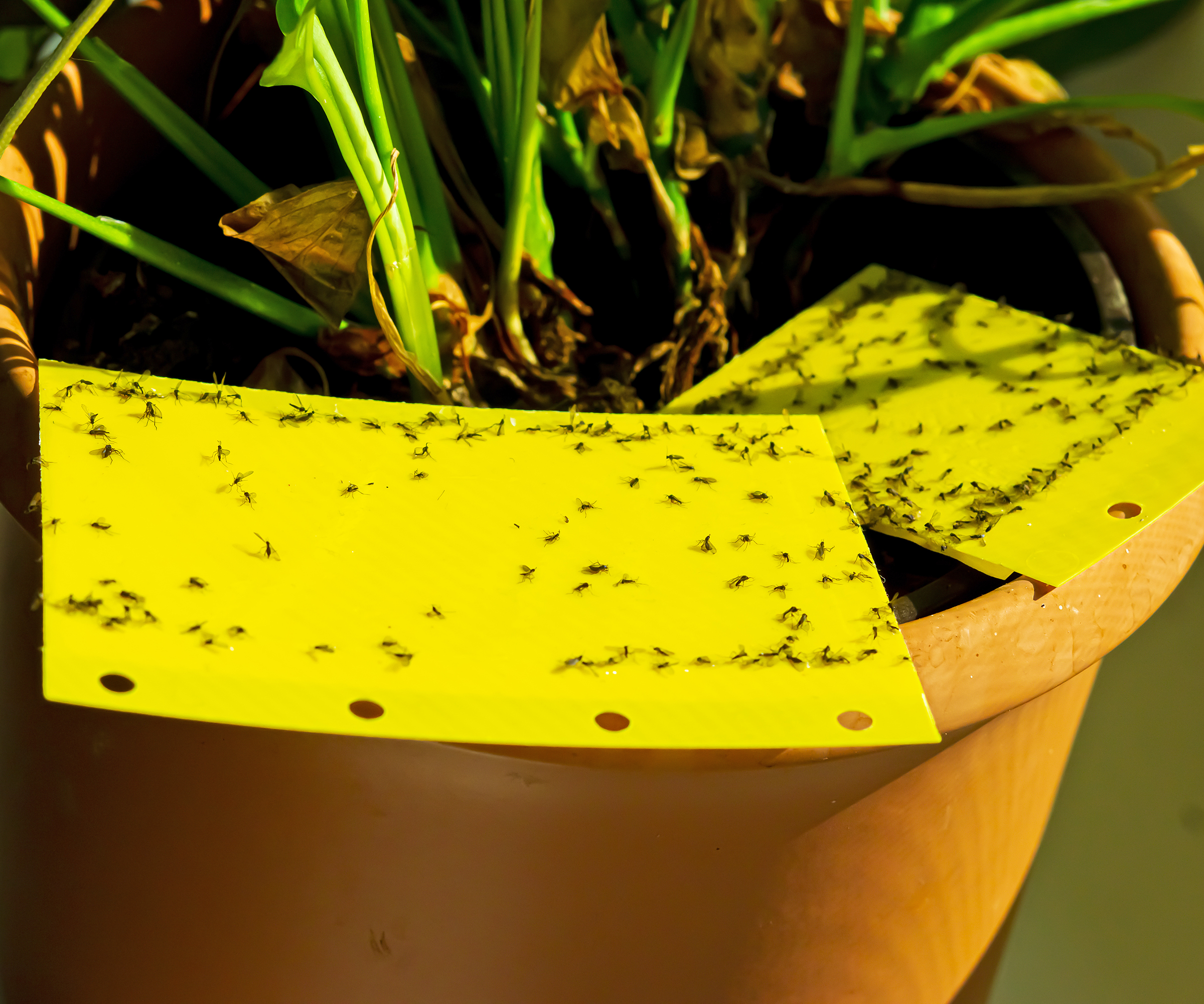 Des moucherons fongiques collés sur un piège collant jaune sur une plante d'intérieur de lis de la paix.