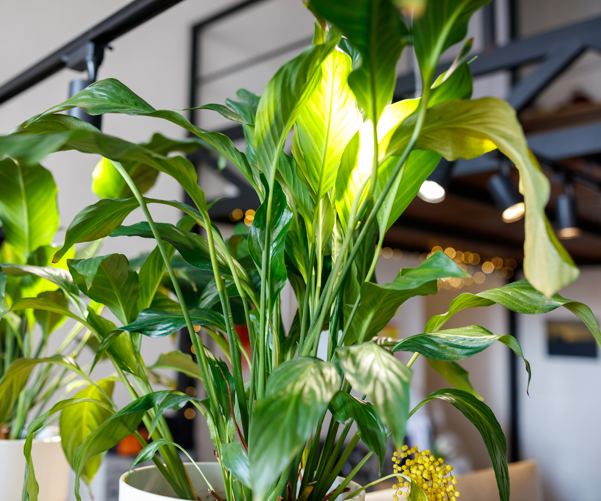 Grande plante de lys de la paix verte et luxuriante dans un cadre intérieur moderne. Une lumière vive met en valeur les feuilles brillantes.