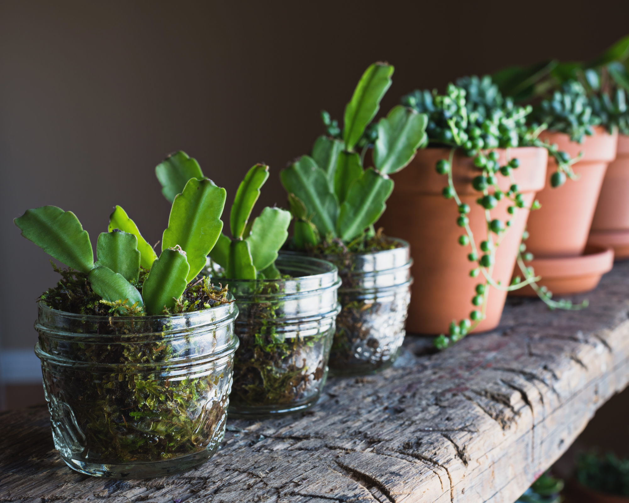 Segments de cactus de Noël (Schlumbergera Buckleyi) se propageant dans de la mousse de sphaigne fraîche.