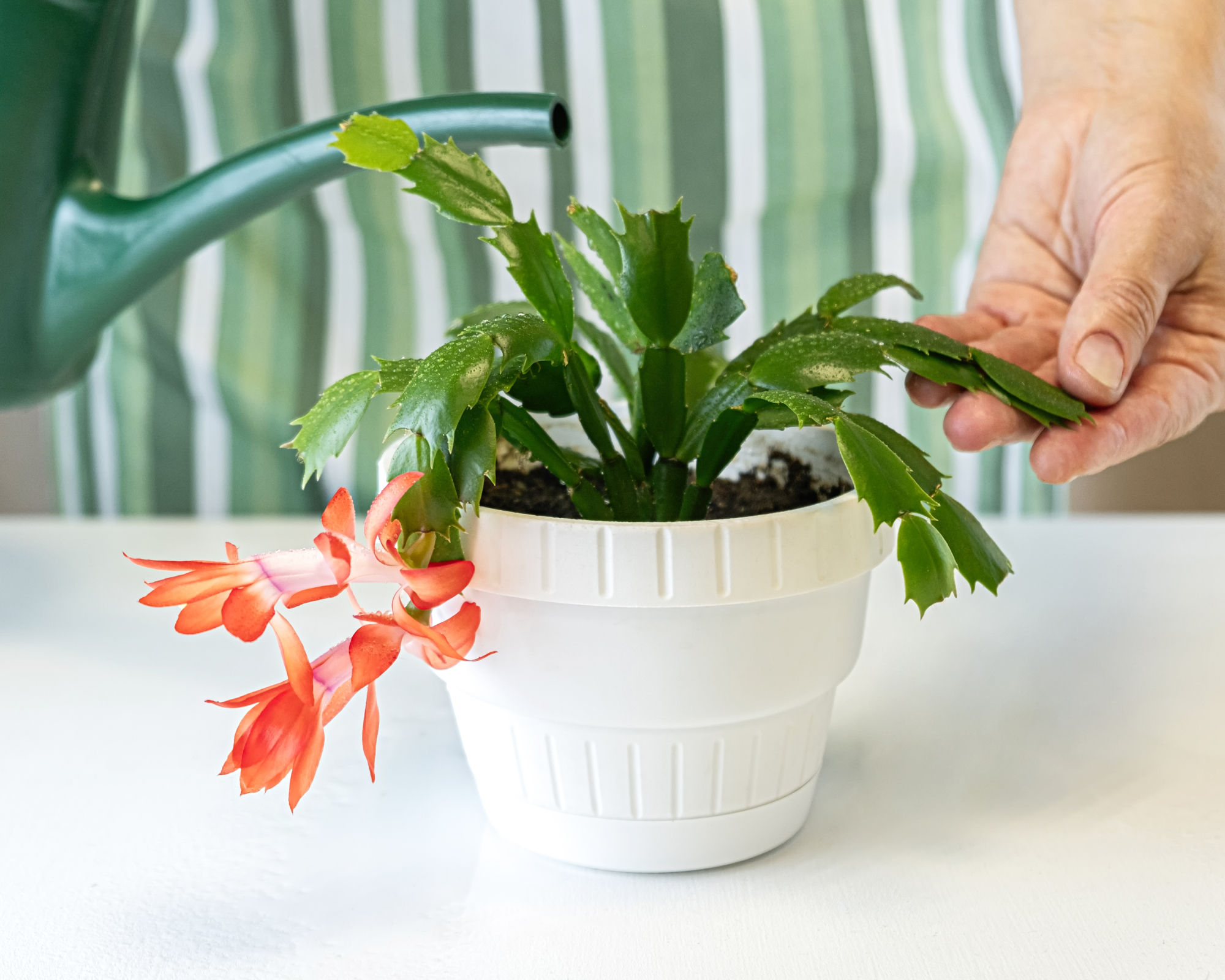 Gros plan d'arrosage soigné des feuilles vertes vibrantes de cactus de Noël en fleurs (schlumbergera) en pot