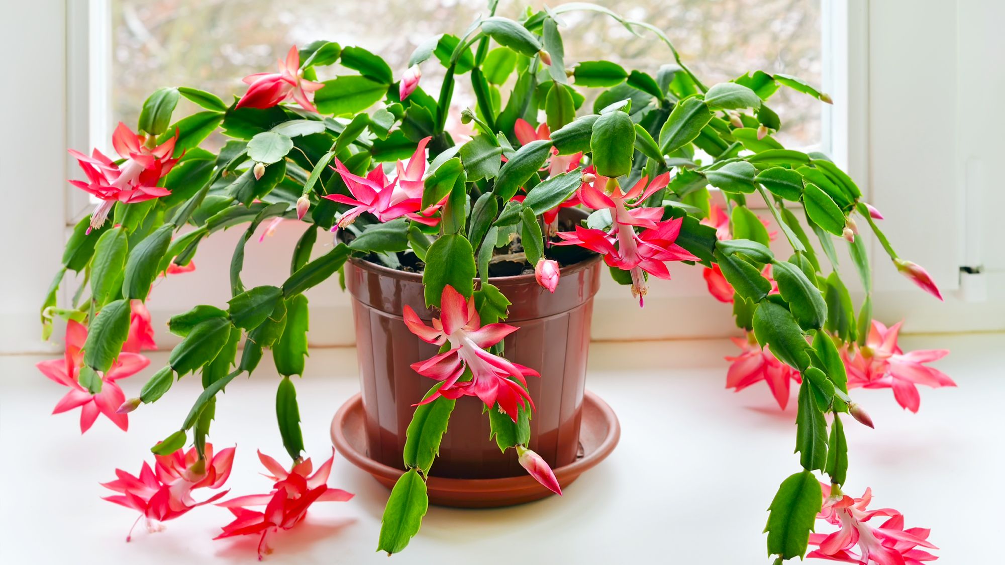 Si votre cactus de Noël laisse tomber ses feuilles, faites cette solution rapide