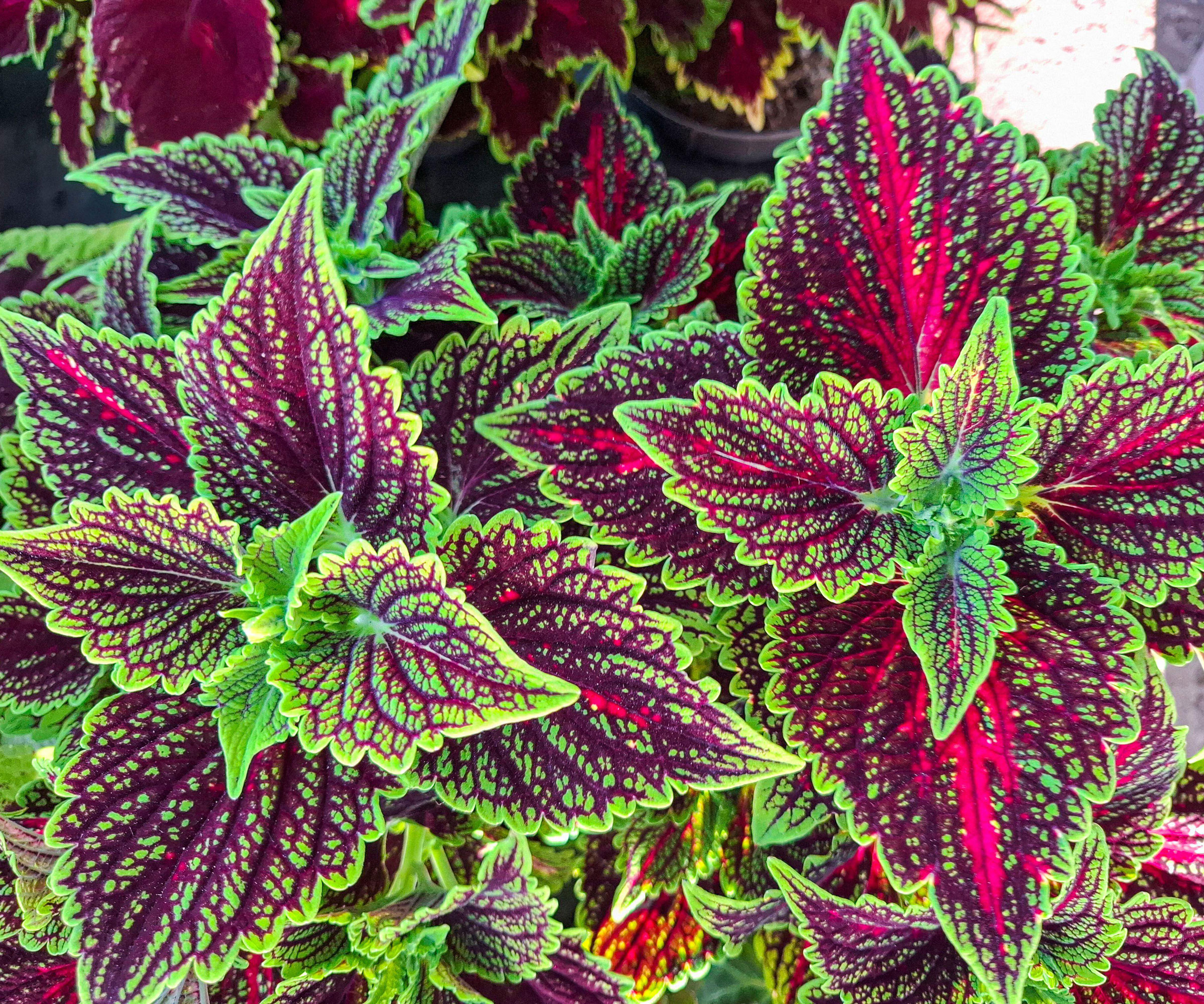 plante coleus montrant un feuillage vert vif et rouge riche