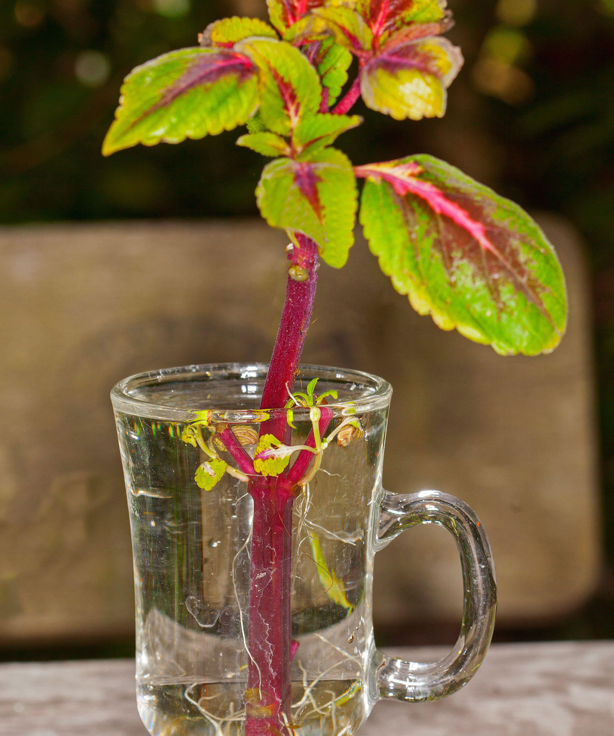 Coleus coupant dans un verre d'eau