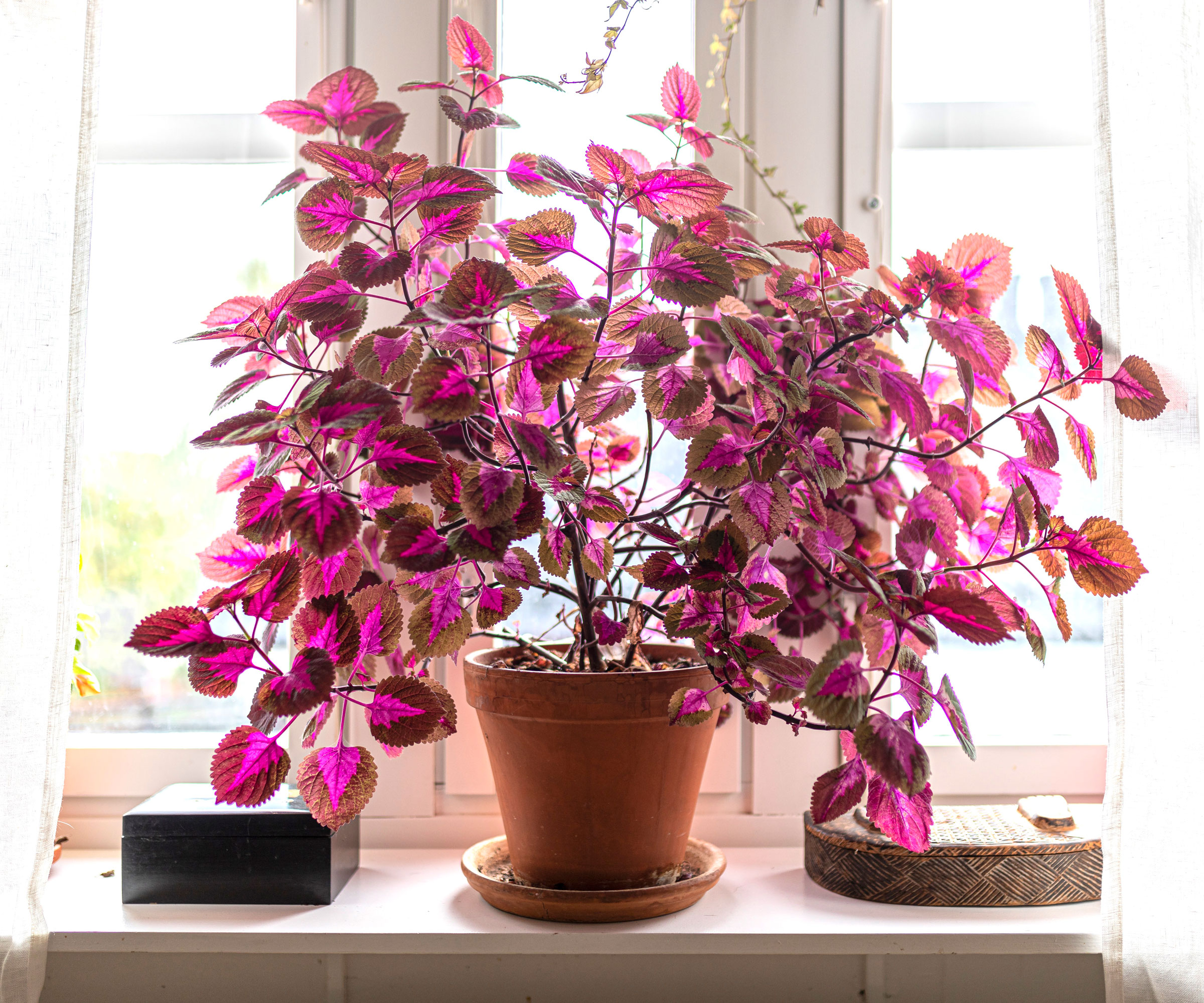 plante coleus rose dans un récipient sur le rebord de la fenêtre