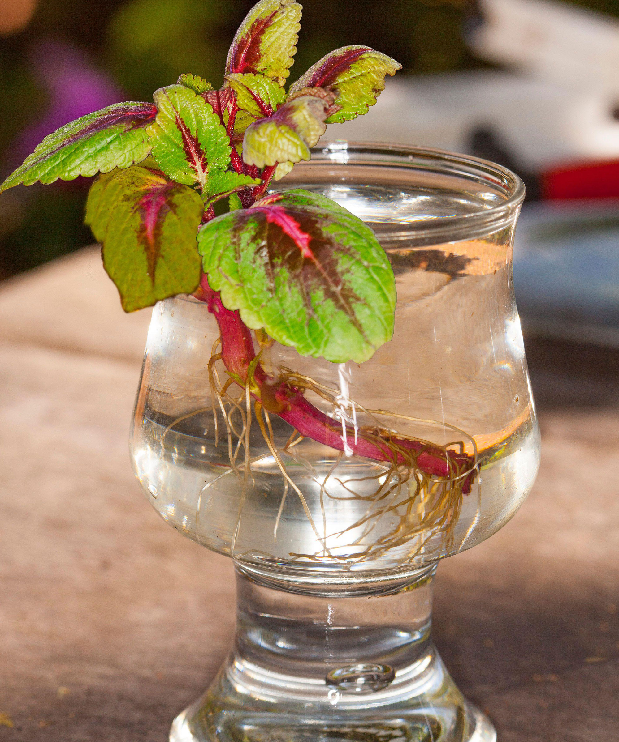 plante coleus coupant dans un verre d'eau