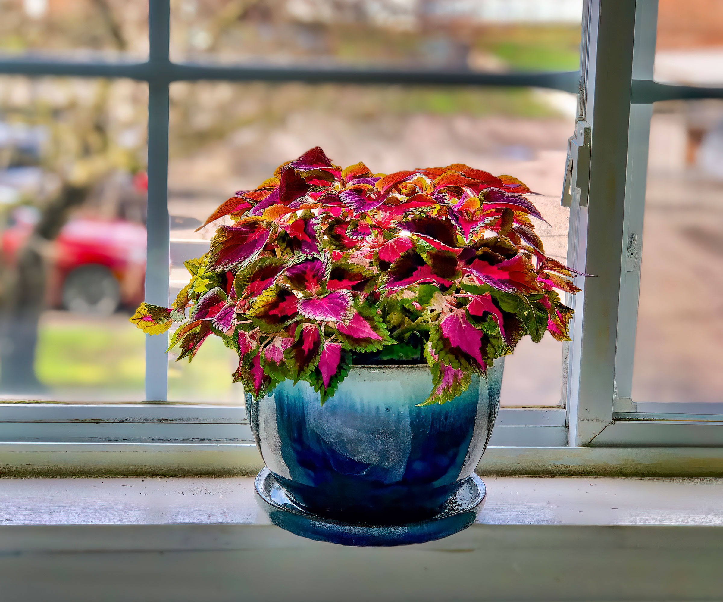 plante coleus aux feuilles rouges riches en pot bleu sur le rebord de la fenêtre