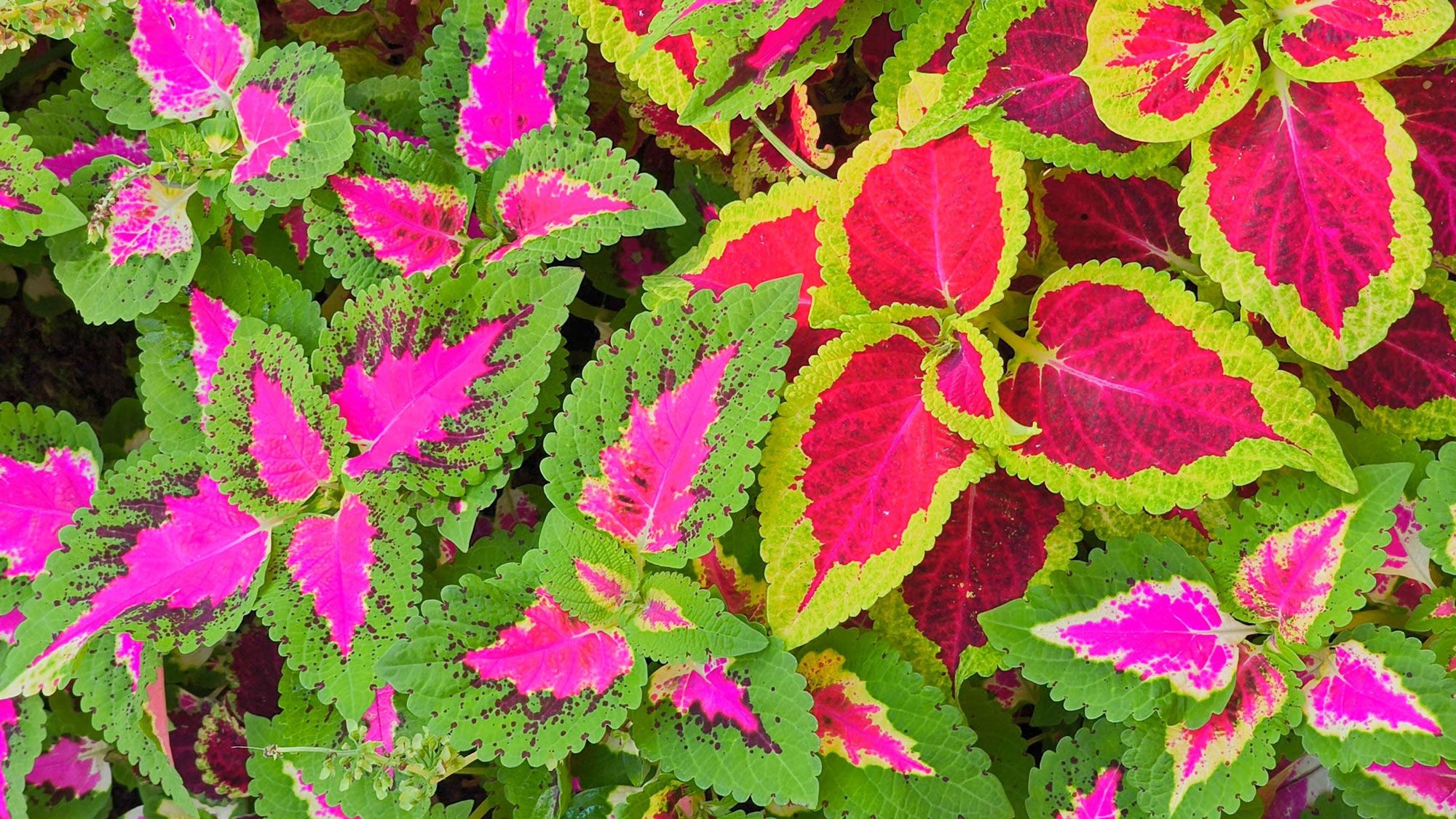 Cultiver du Coleus à l'intérieur - Conseils d'hivernage et de propagation