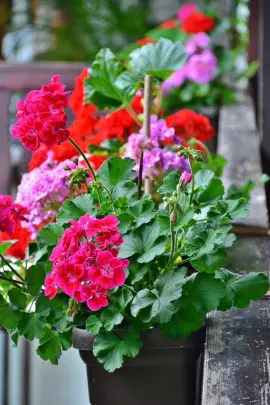 géraniums sur le balcon photo de RitaE - Pixabay.com