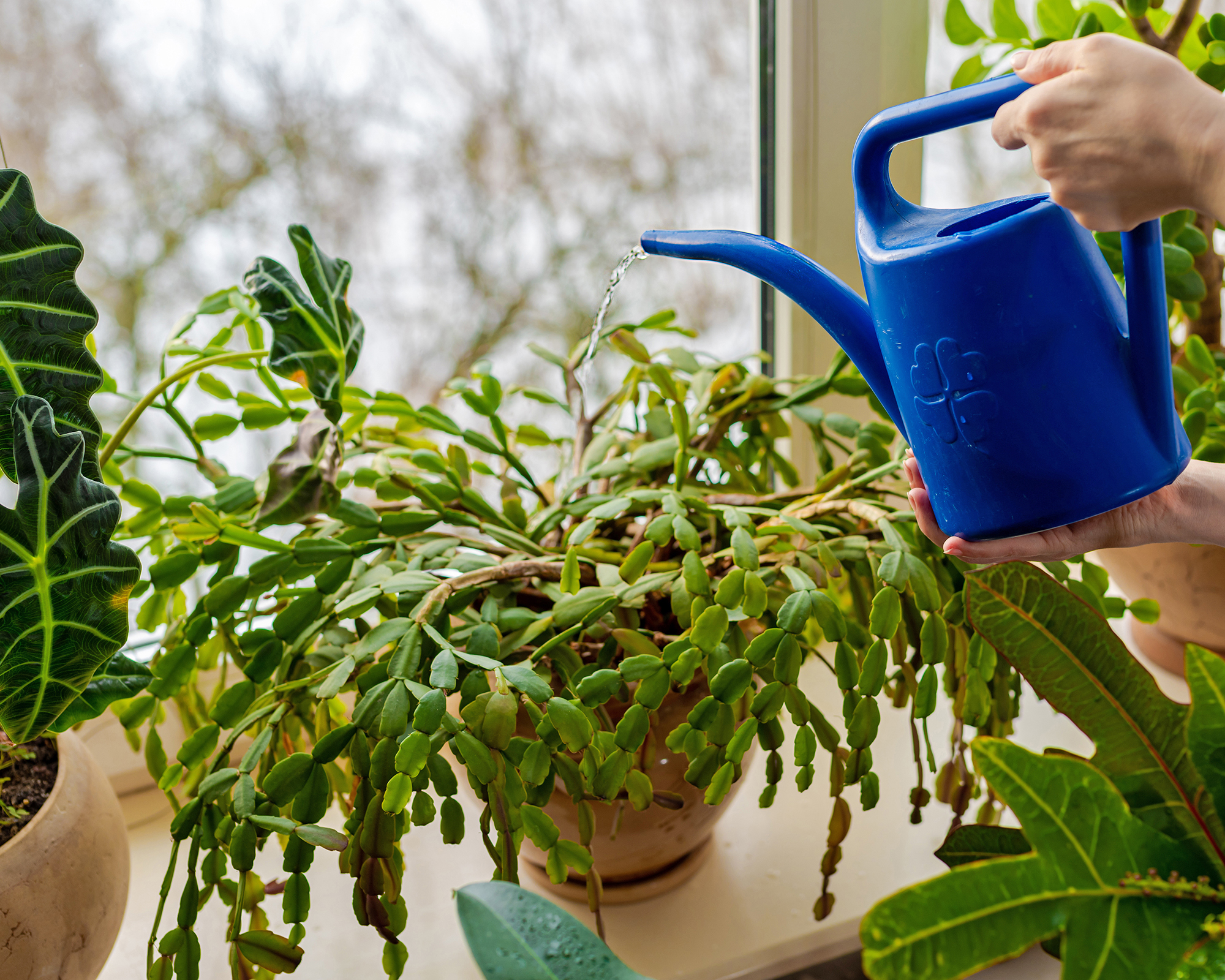 Arroser la plante de cactus de Noël