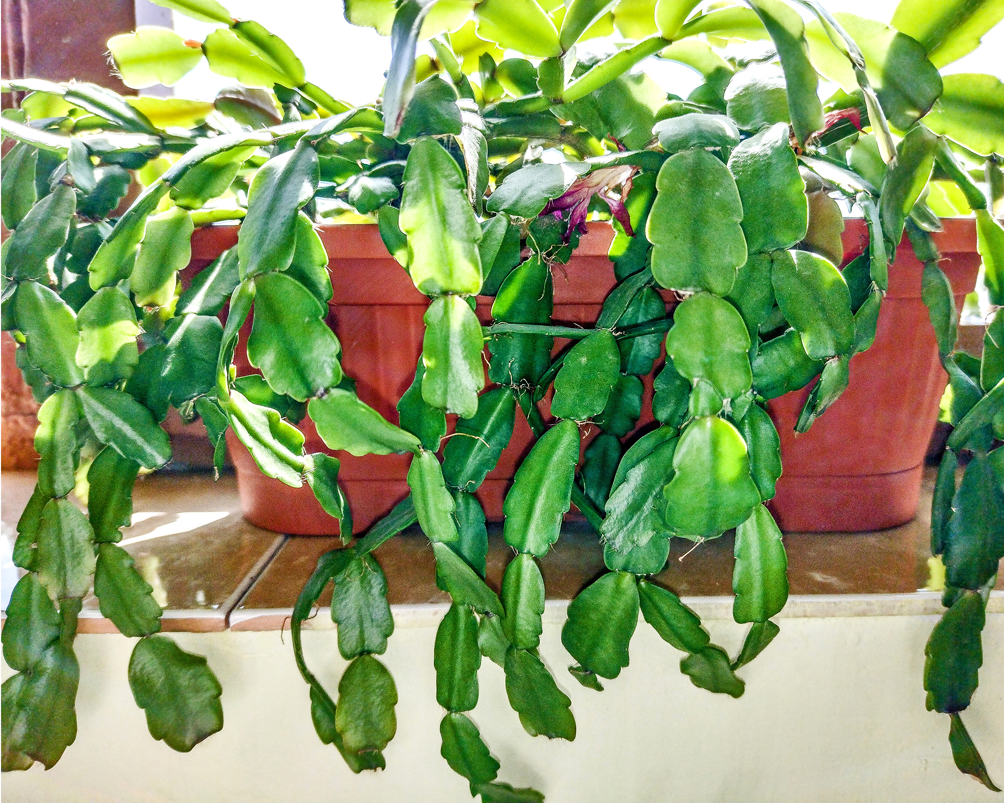 Plantes de cactus de Noël sur le rebord de la fenêtre