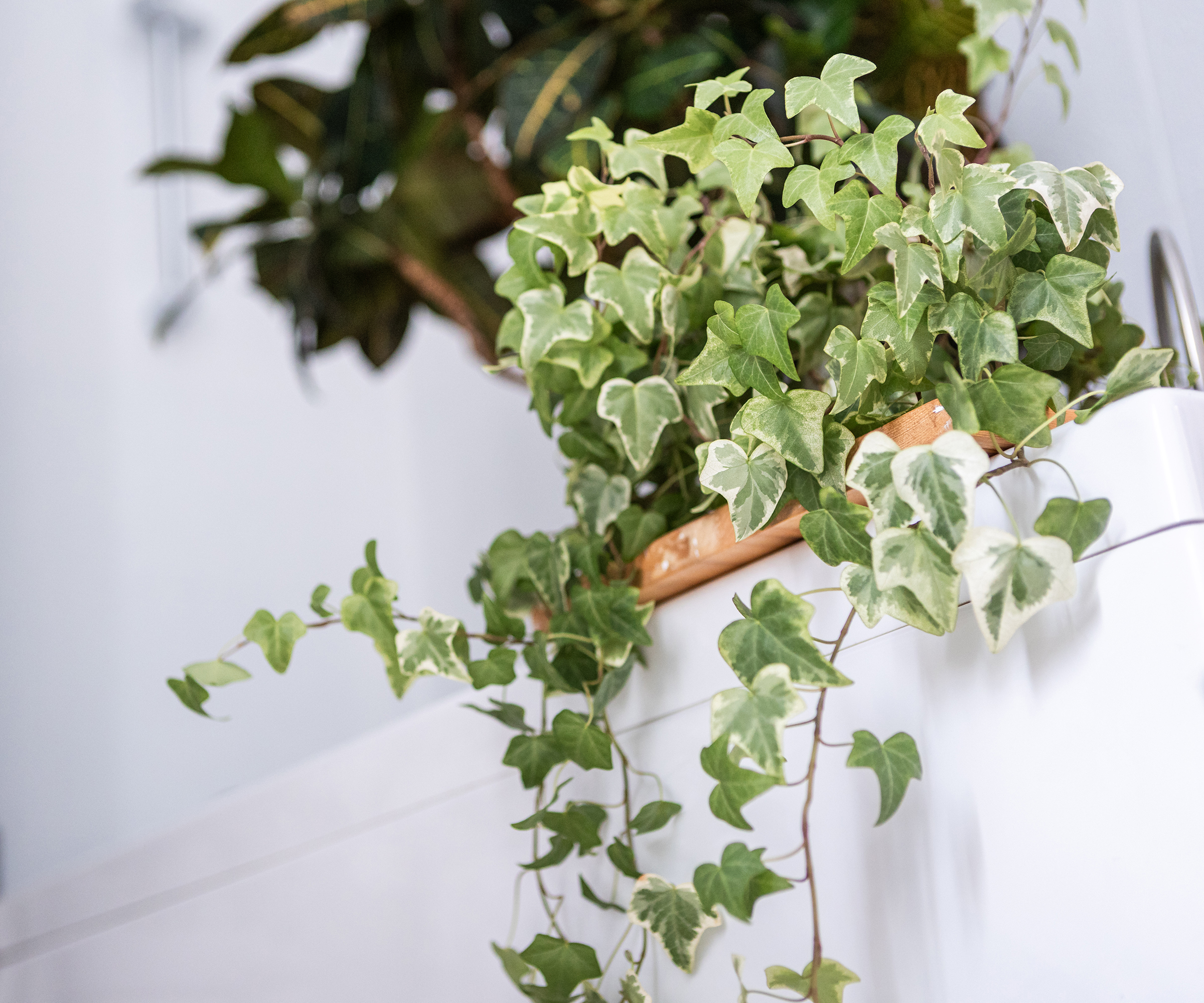 Vue rapprochée d'une plante d'intérieur de lierre anglais sur une étagère dans un intérieur minimaliste blanc brillant