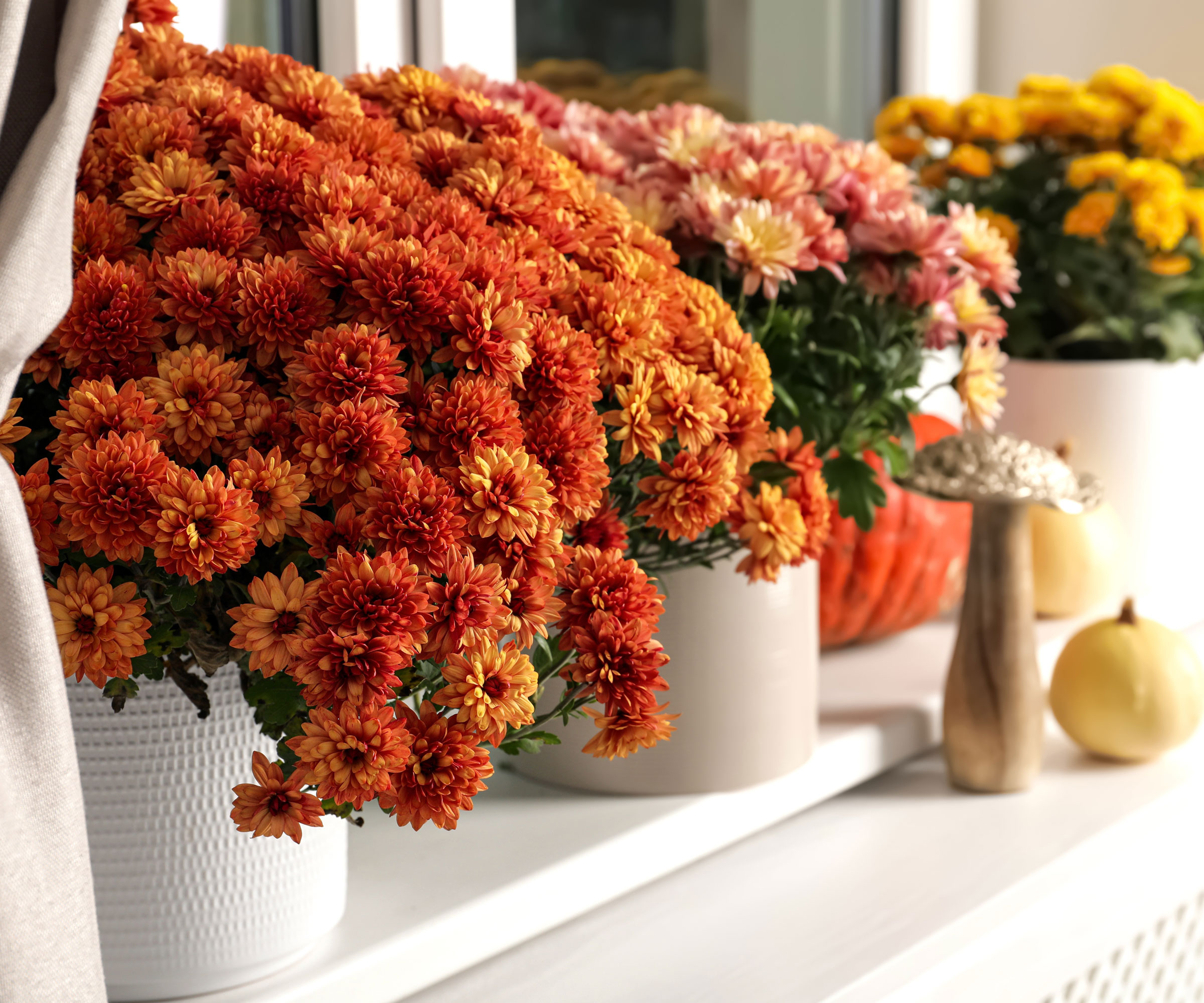 chrysanthèmes en pleine floraison sur le rebord de la fenêtre