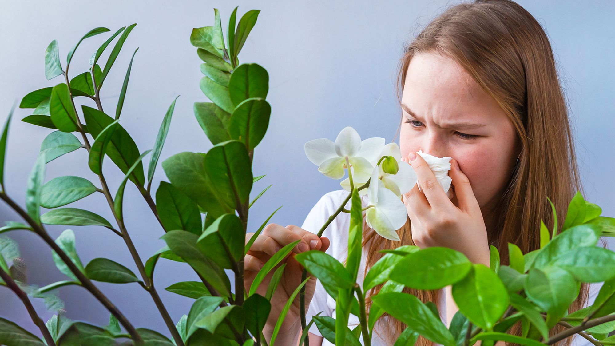 5 plantes d'intérieur qui pourraient déclencher vos allergies d'automne