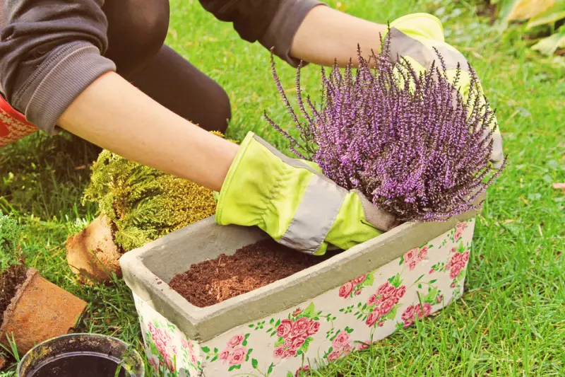 planter de la bruyère sur le balcon photo : ronstik - Fotolia.com