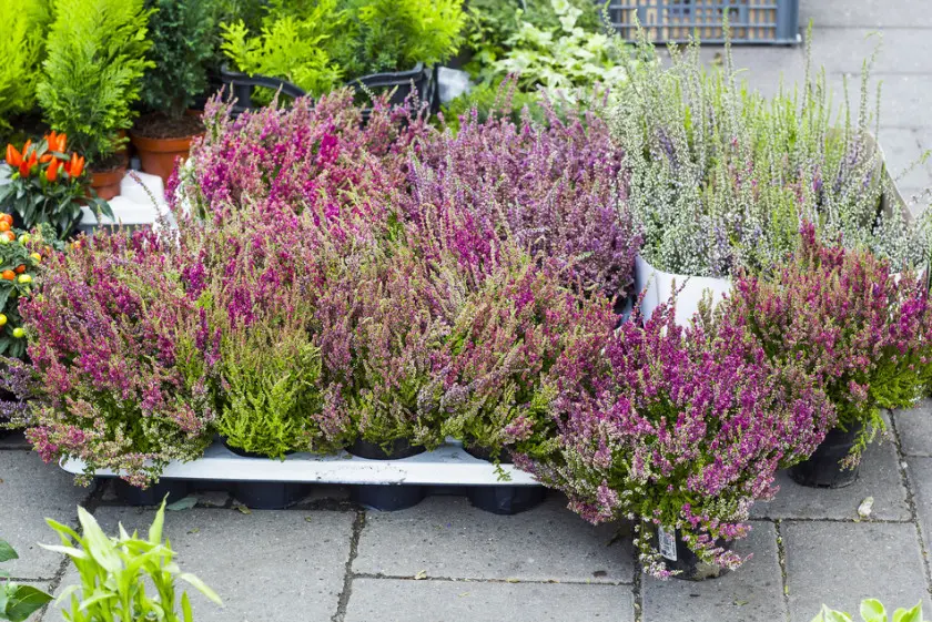 Bruyères à cultiver sur le balcon, photo : dmf87 - Fotolia