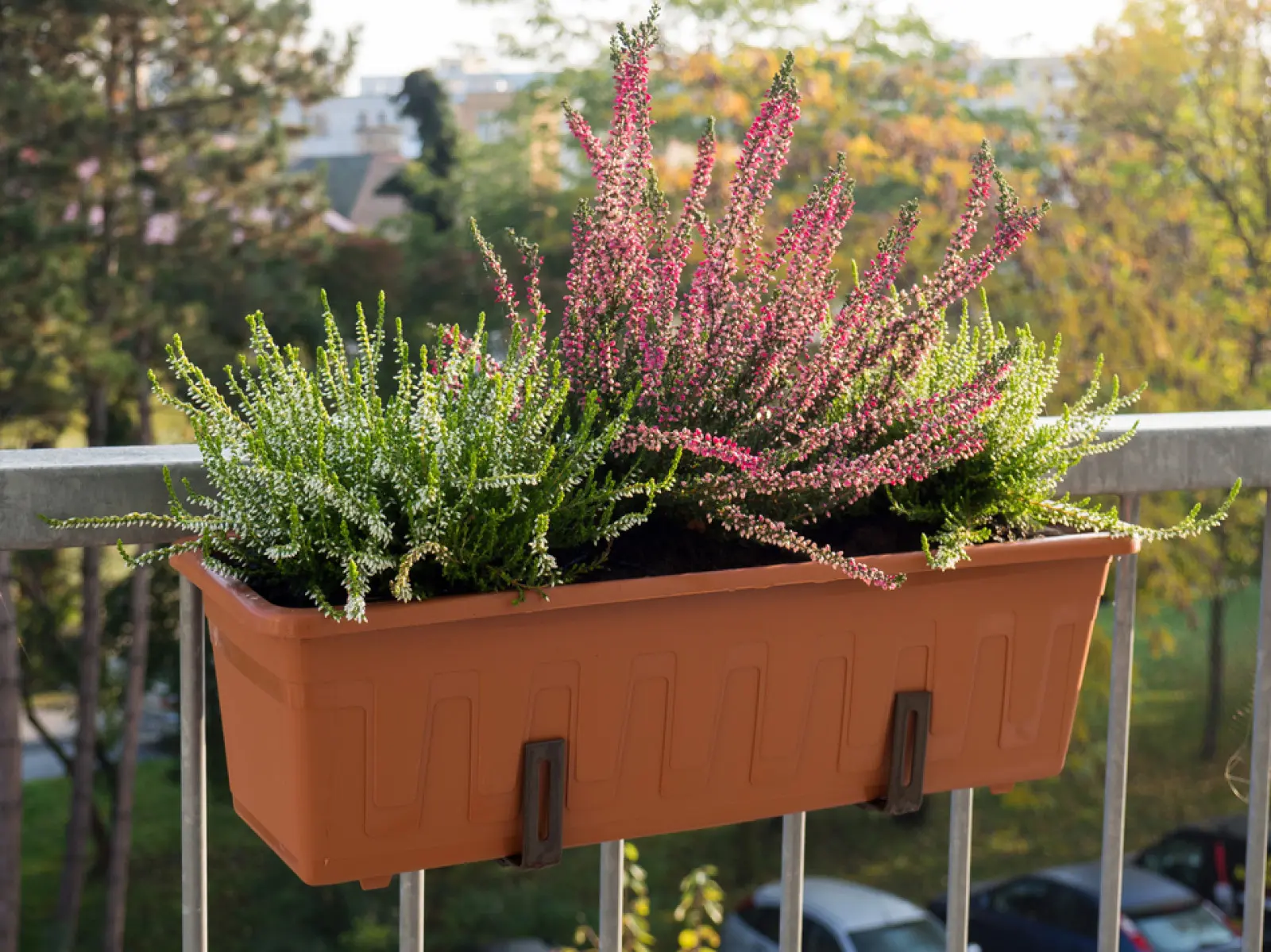 Balcon dans la bruyère. Apprenez à cultiver la bruyère en pot !