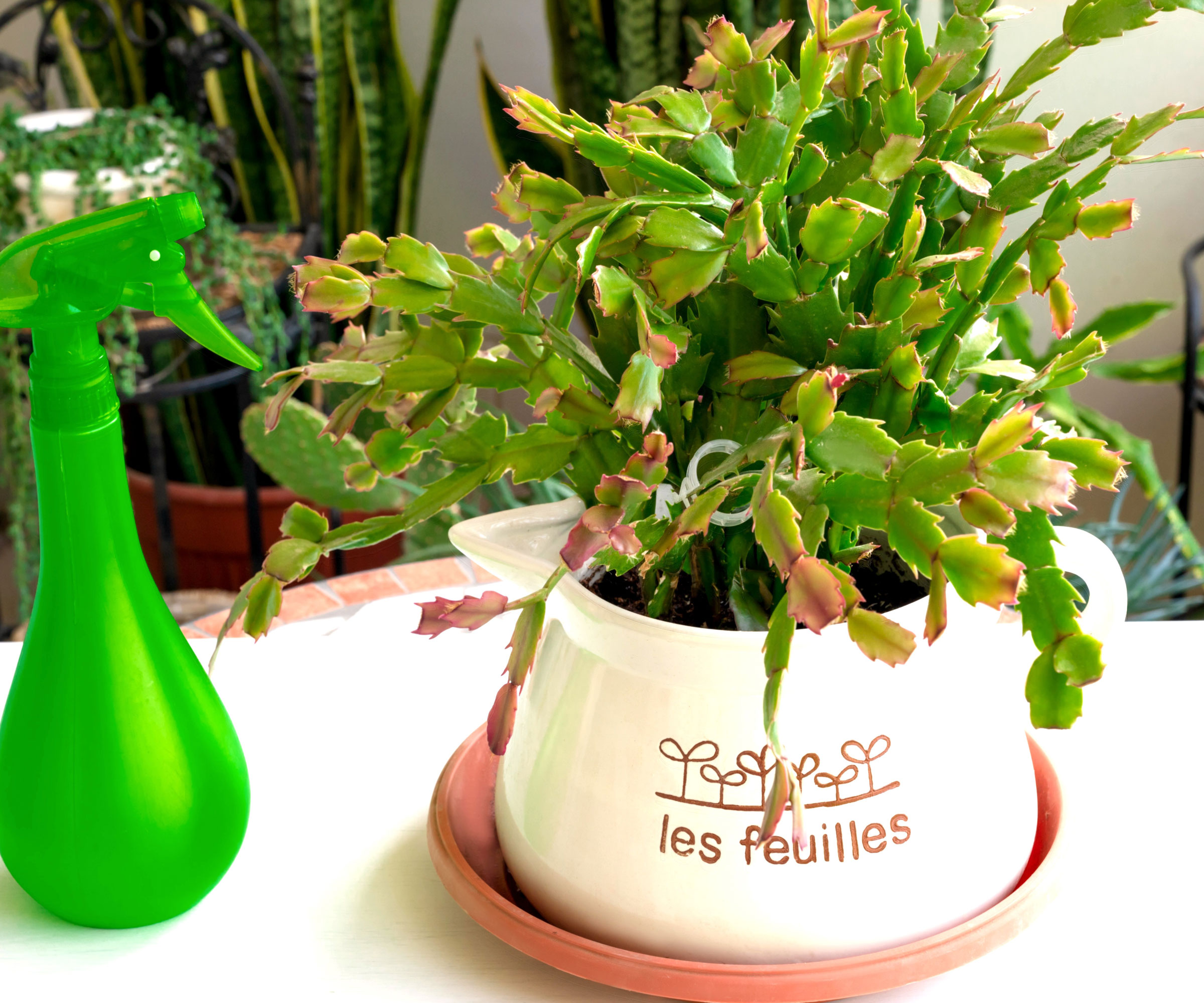 Cactus de Thanksgiving dans un pot en céramique avec humidificateur vert