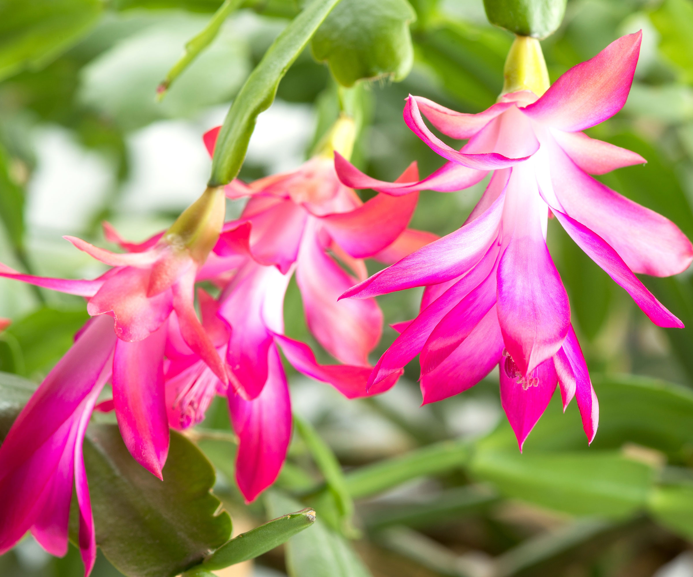 Cactus de Thanksgiving montrant des fleurs rose vif