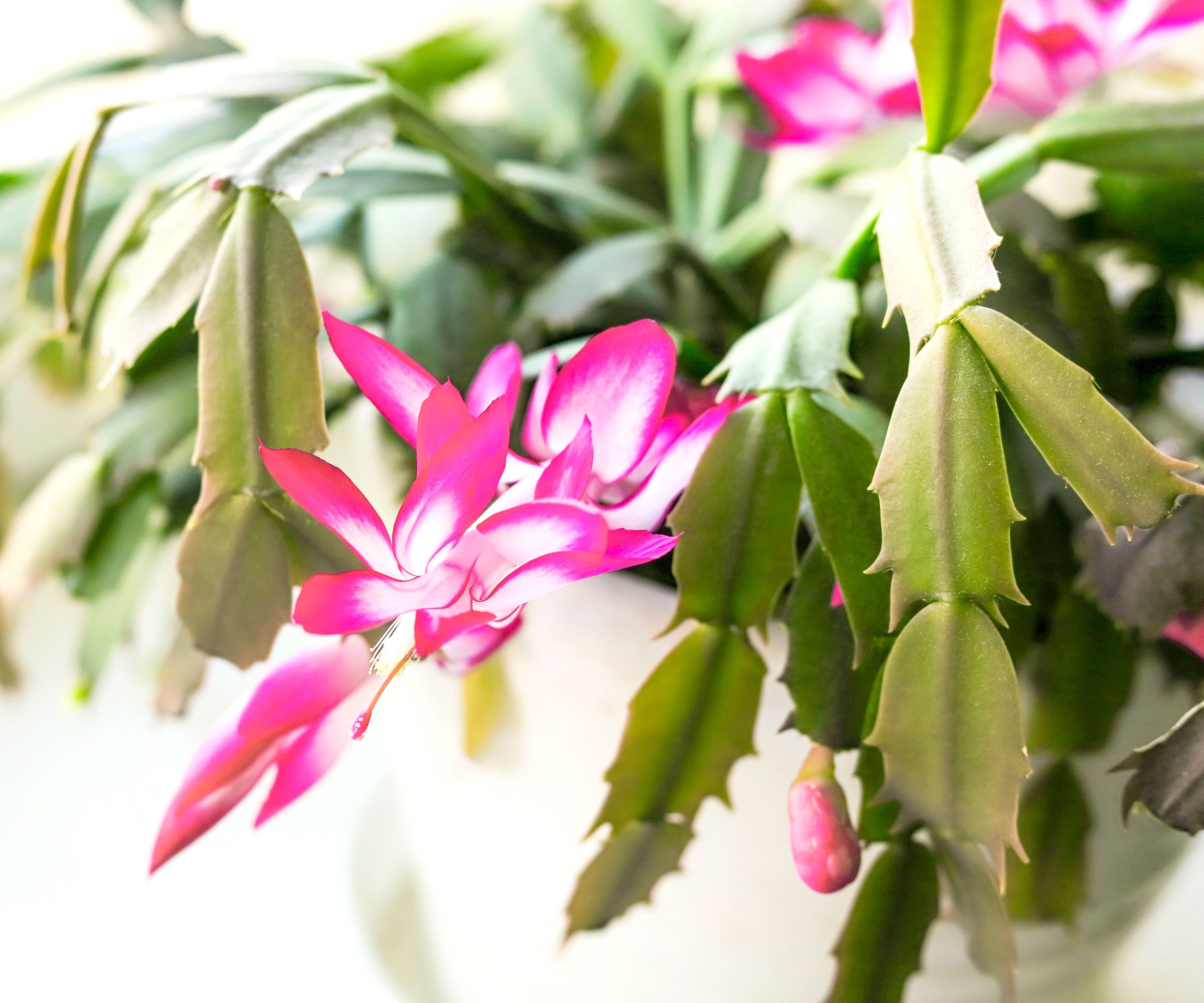 Cactus de Thanksgiving avec des fleurs rose vif