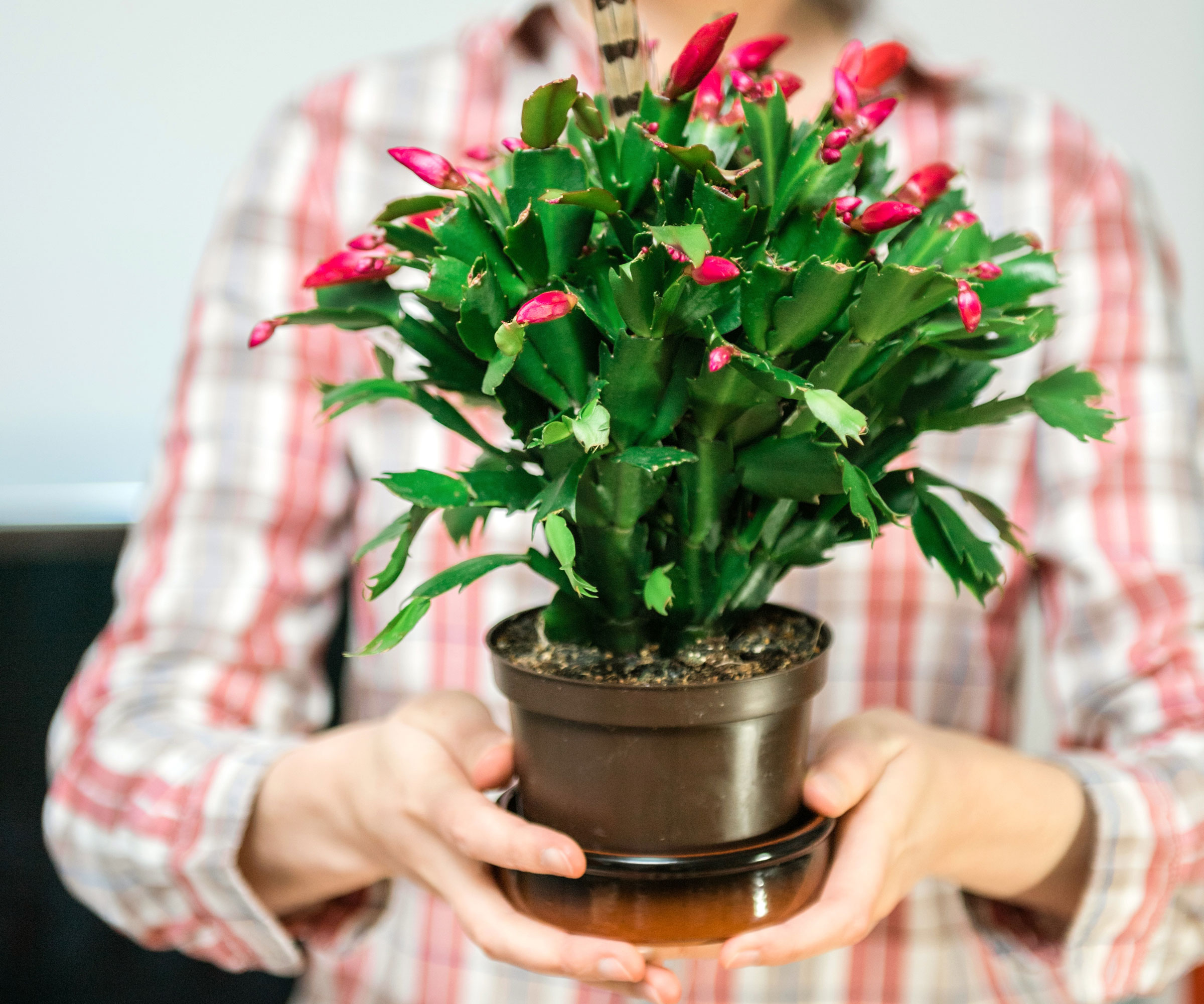 Cactus de Thanksgiving en pot détenu par une personne en chemise à carreaux rouge