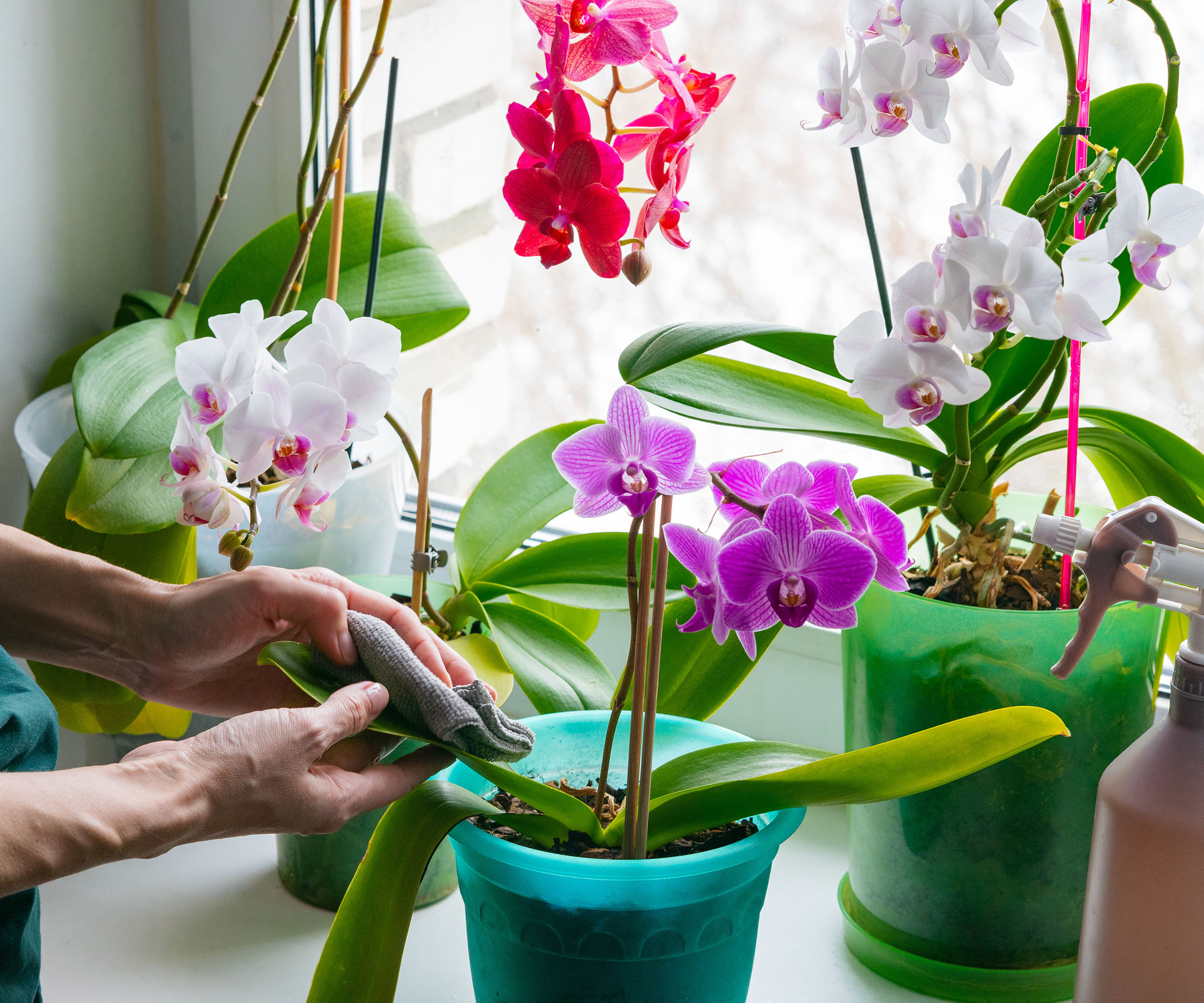 Une personne nettoie les feuilles d’orchidées en fleurs placées sur le rebord de la fenêtre