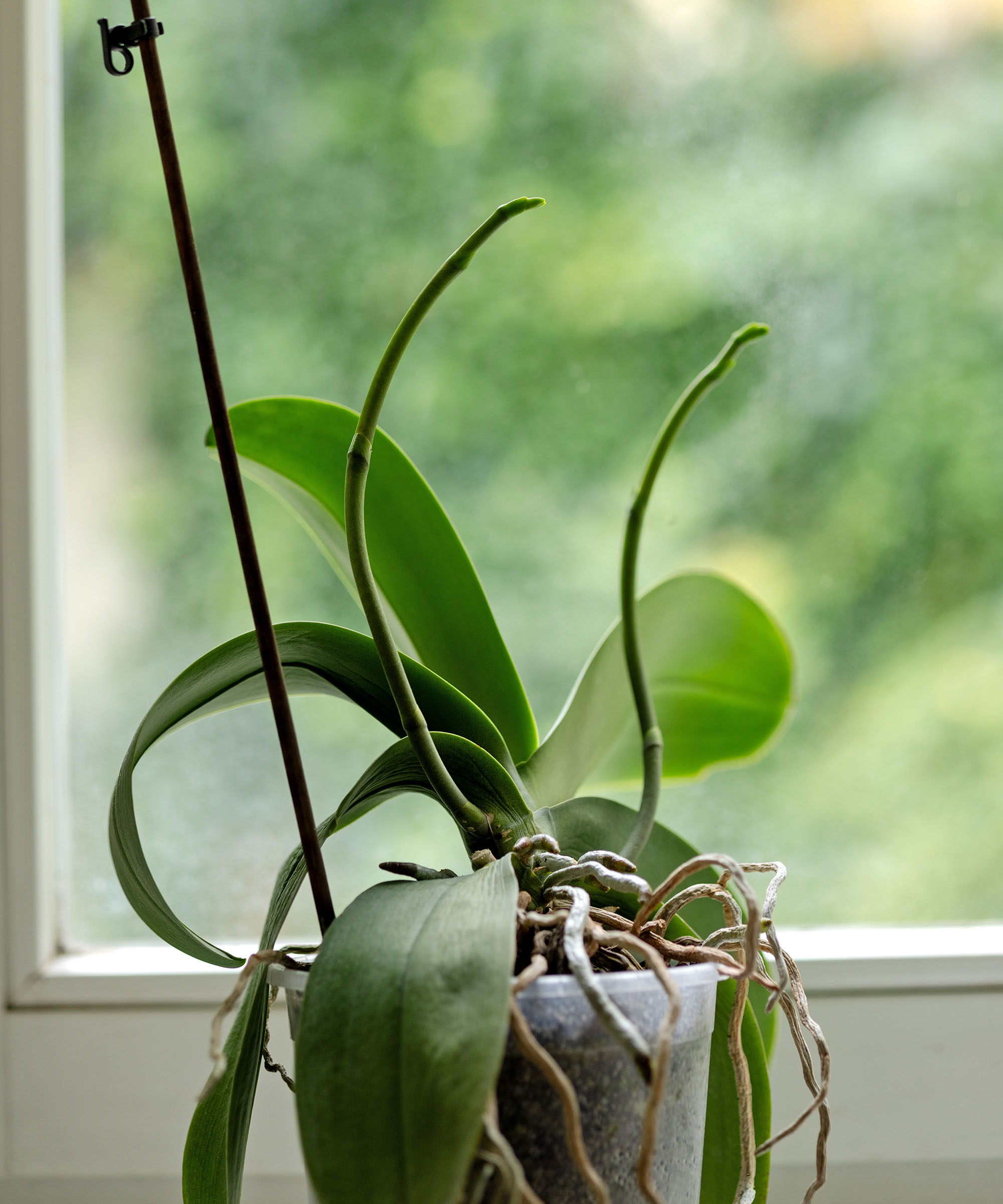 Orchidée devant la fenêtre avec deux épis de fleurs en croissance